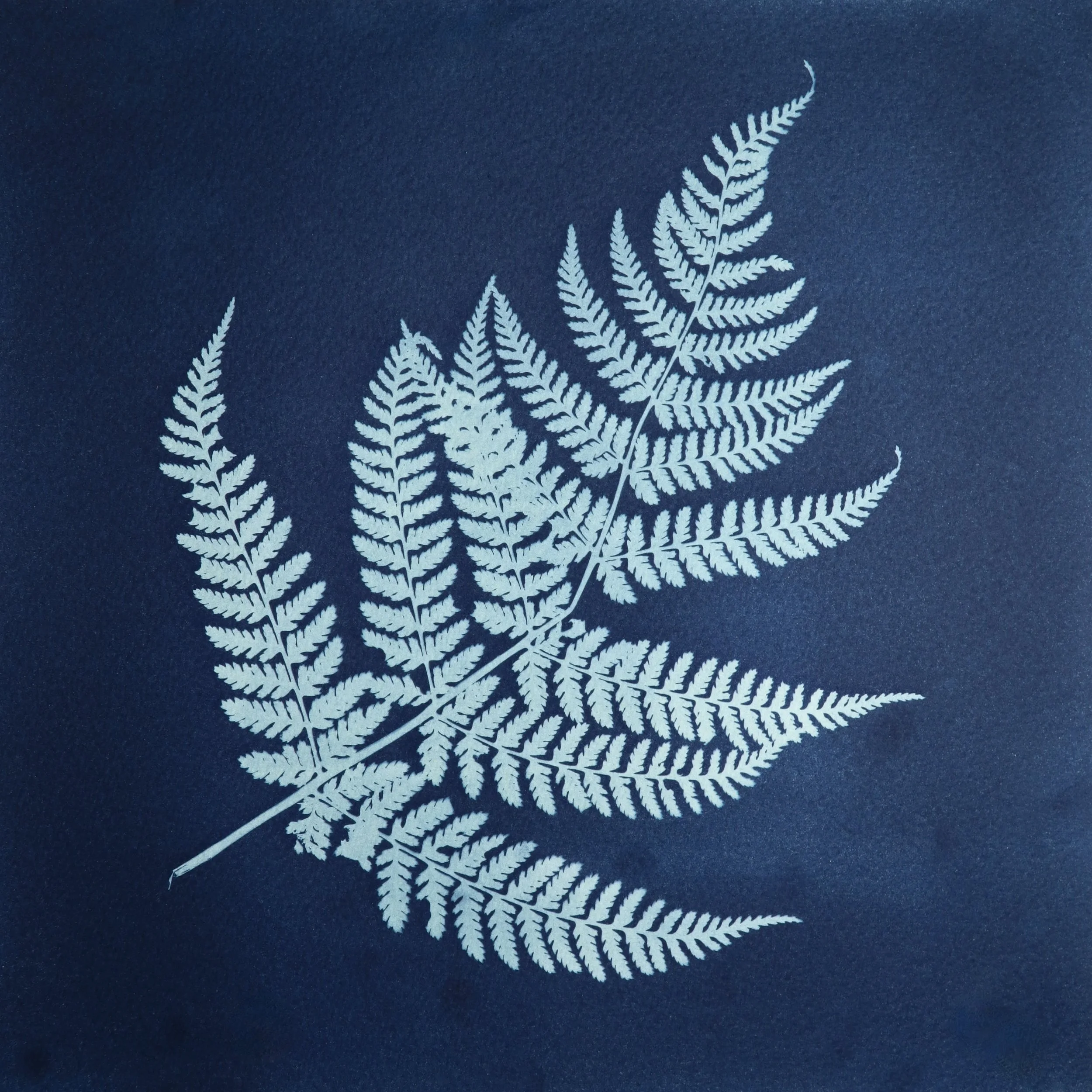 Fern
