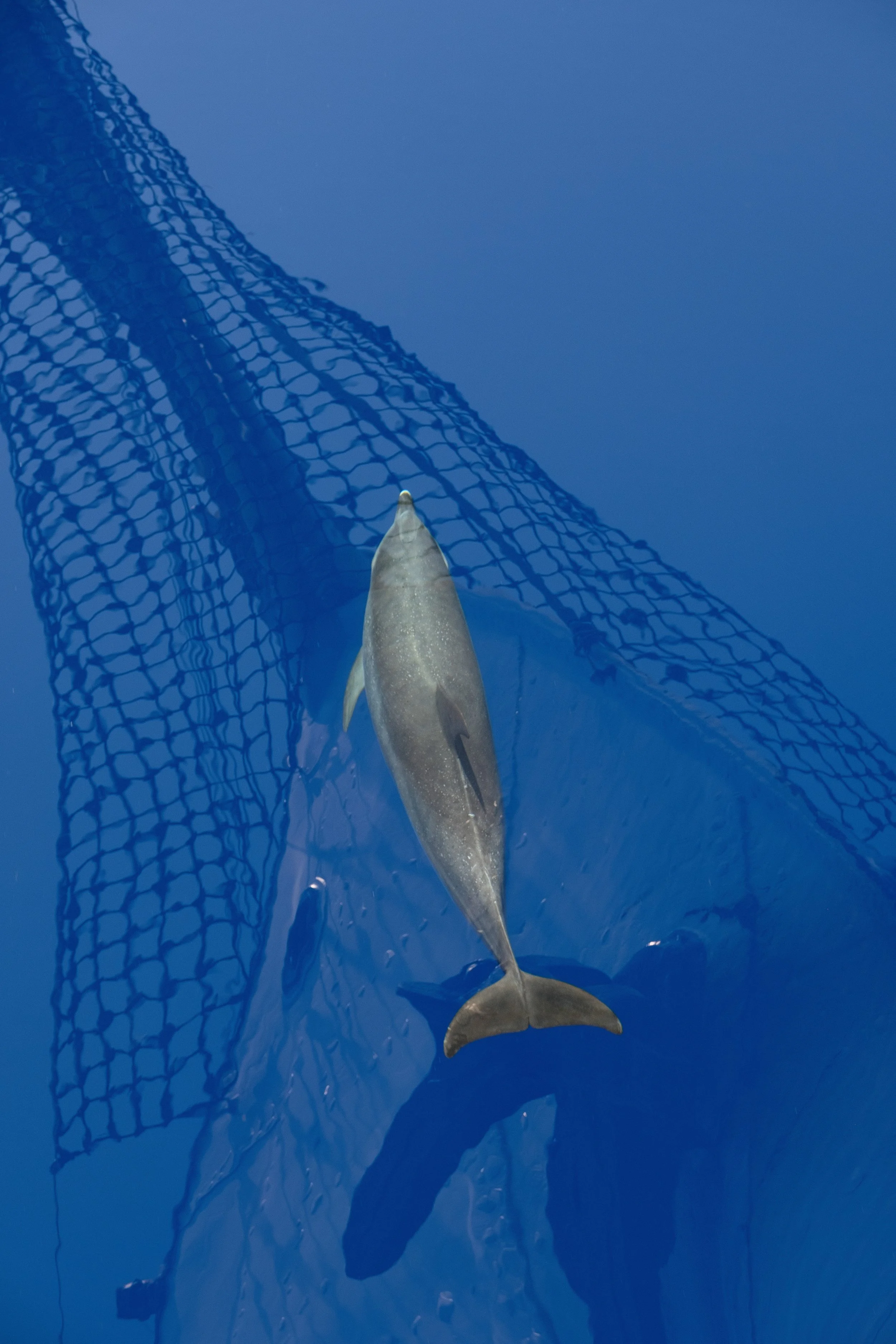 A shark caught in a fishing net, floating in clear blue water.