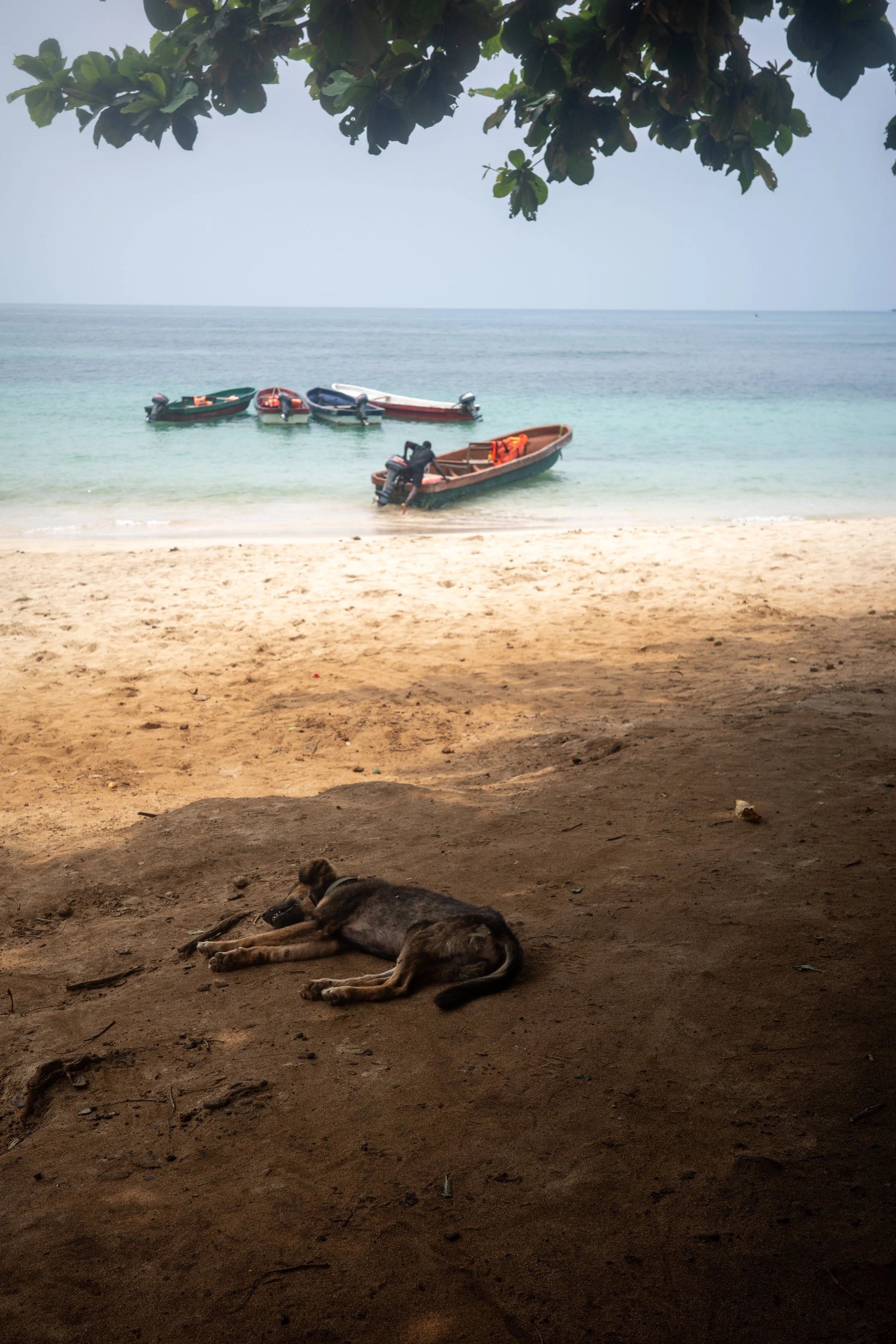 A beach scene with a fallen dog sleeping on the sandy ground in the foreground. In the background, there are multiple small boats anchored in shallow water, under a canopy of tree leaves.