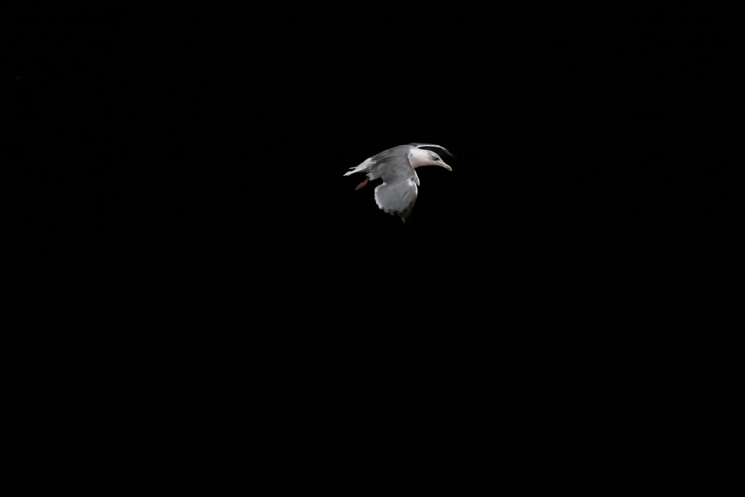 A seagull flying against a dark night sky.