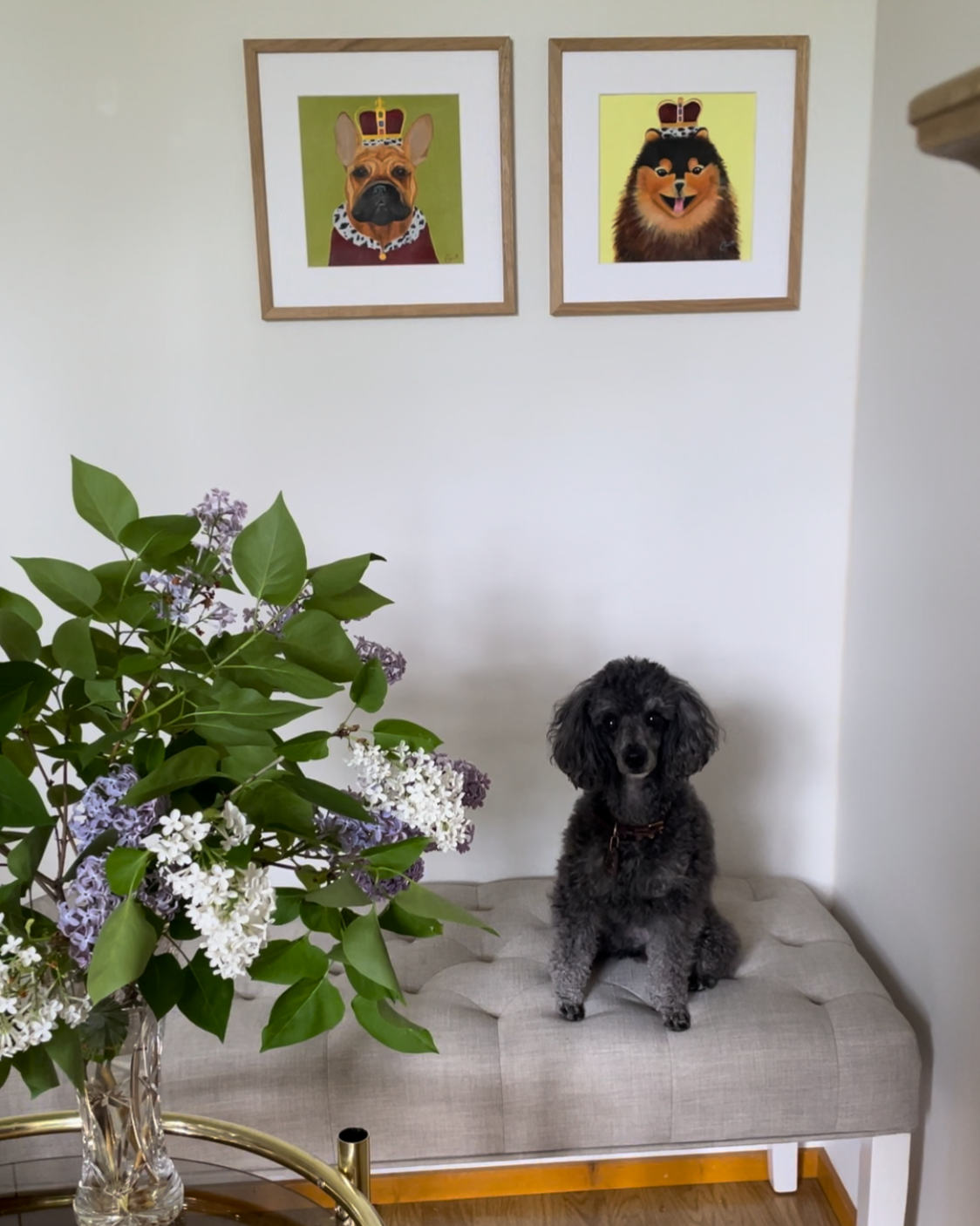 Nora the poodle sitting beneath framed animal portraits from the Les Royales collection.