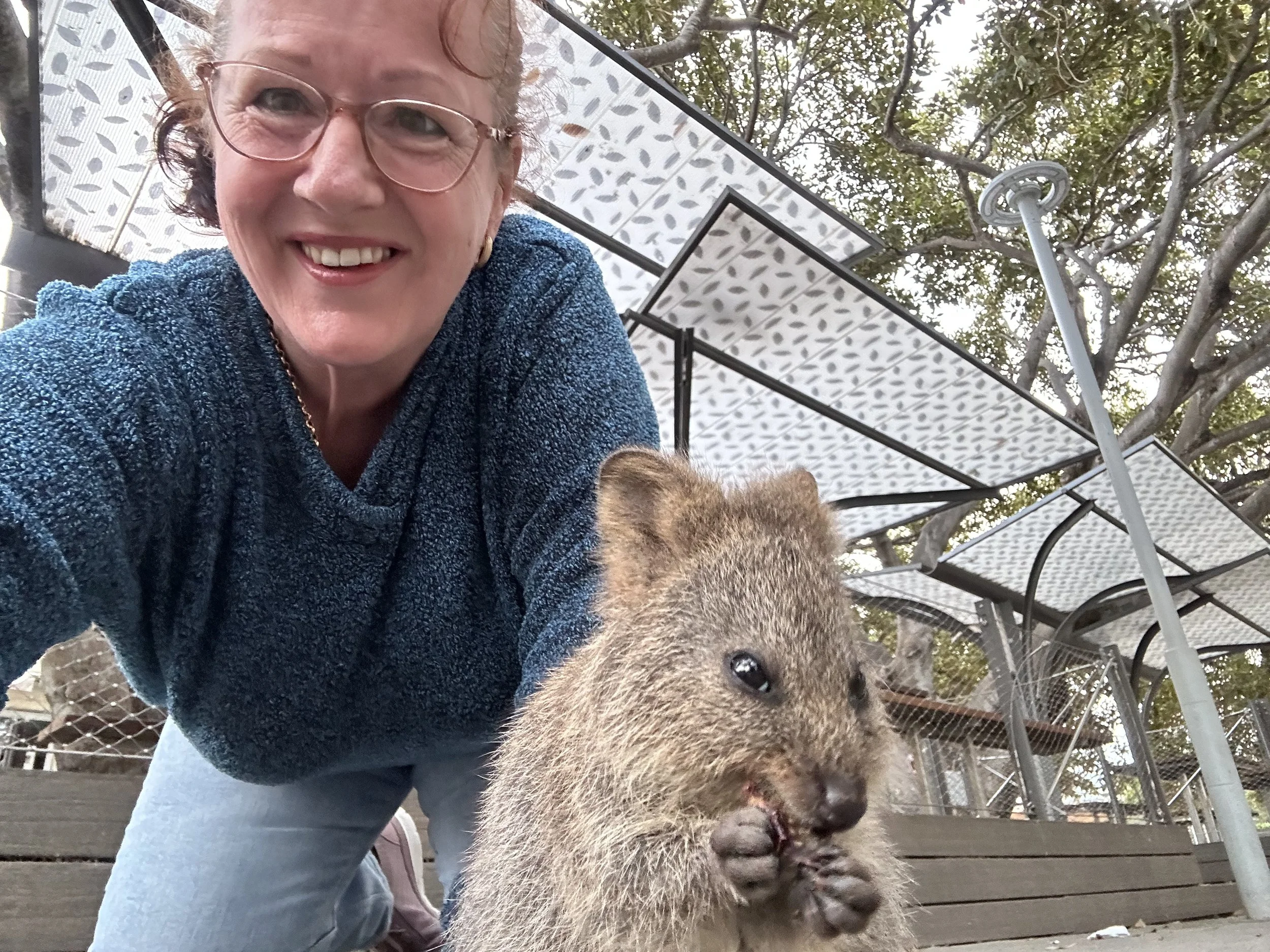 A woman with glasses and a blue sweater smiling as she bends down next to a quokka in an outdoor setting with trees and a metal structure.