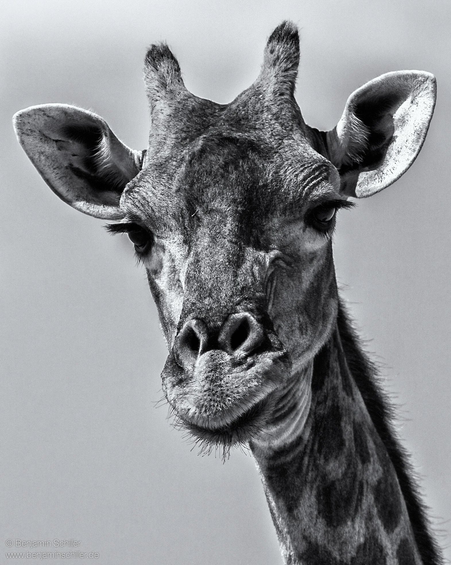 Benjamin_Schiller_Namibia_Fauna-30.jpg