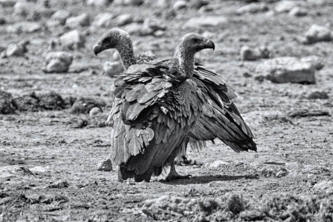 Benjamin_Schiller_Namibia_Fauna-33.jpg