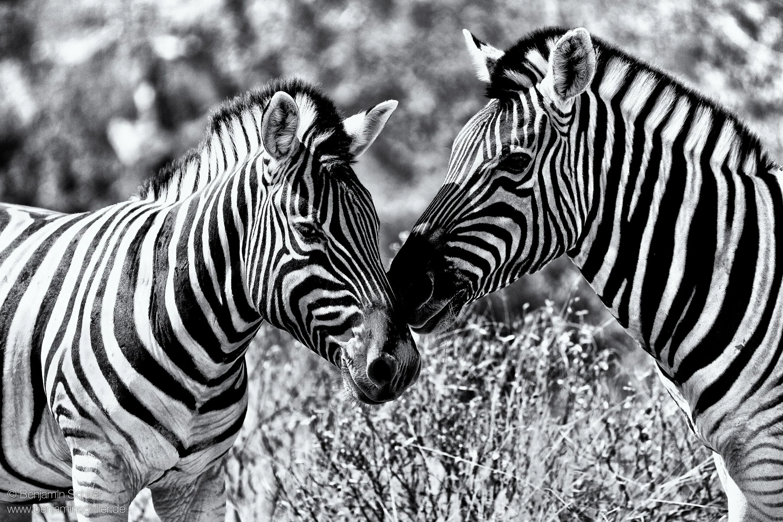 Benjamin_Schiller_Namibia_Fauna-38.jpg