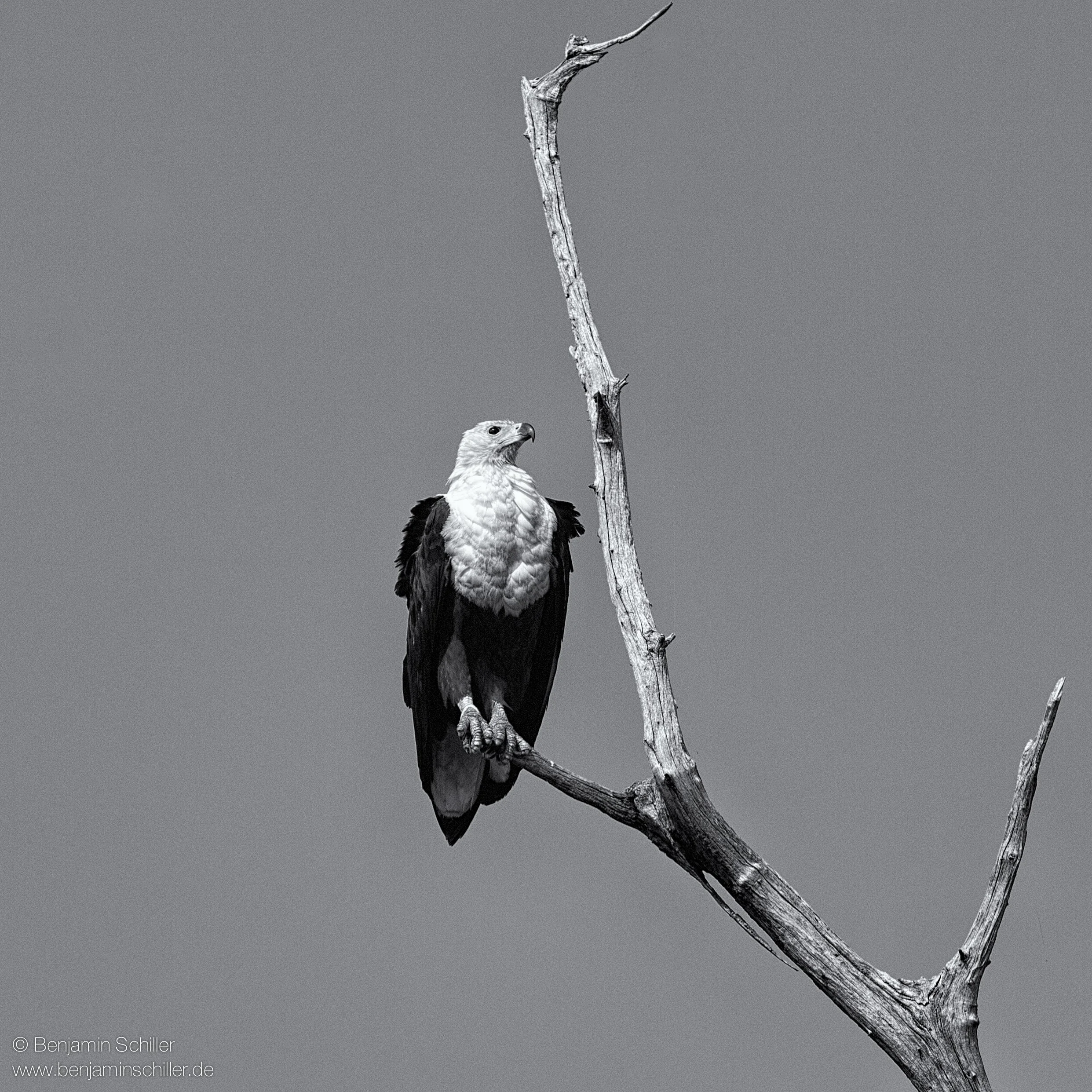Benjamin_Schiller_Namibia_Fauna-48.jpg