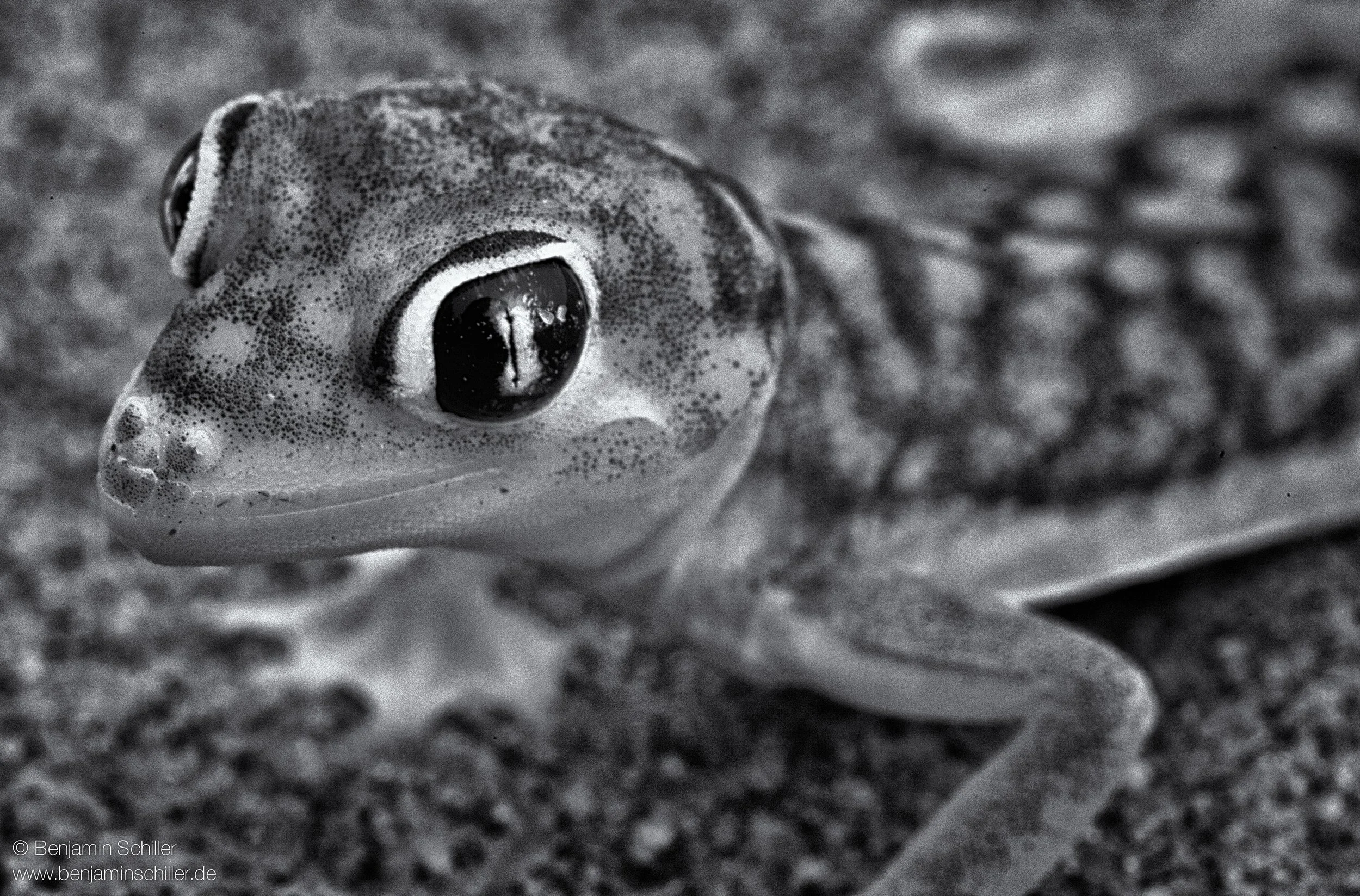Benjamin_Schiller_Namibia_Fauna-10.jpg