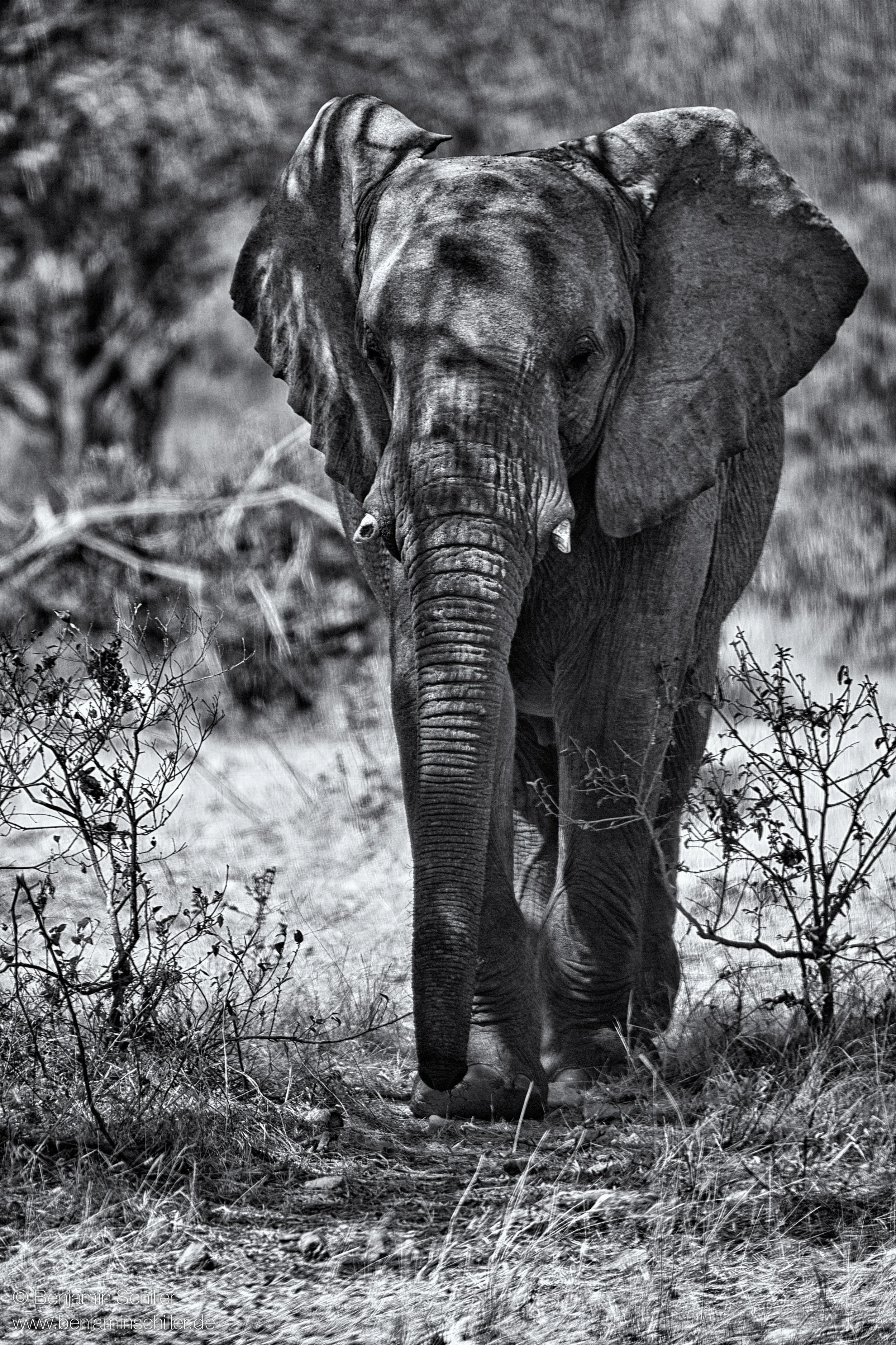 Benjamin_Schiller_Namibia_Fauna-39.jpg