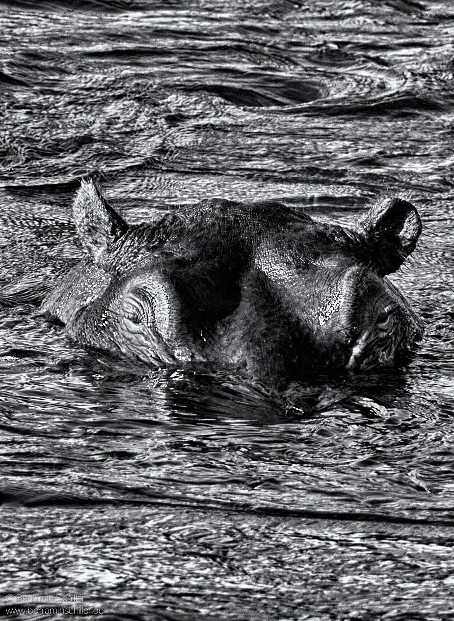 Benjamin_Schiller_Namibia_Fauna-45.jpg