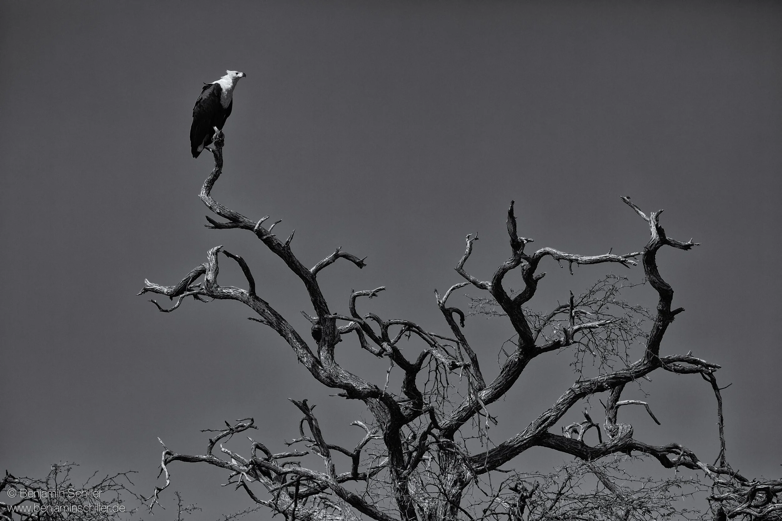 Benjamin_Schiller_Namibia_Fauna-49.jpg