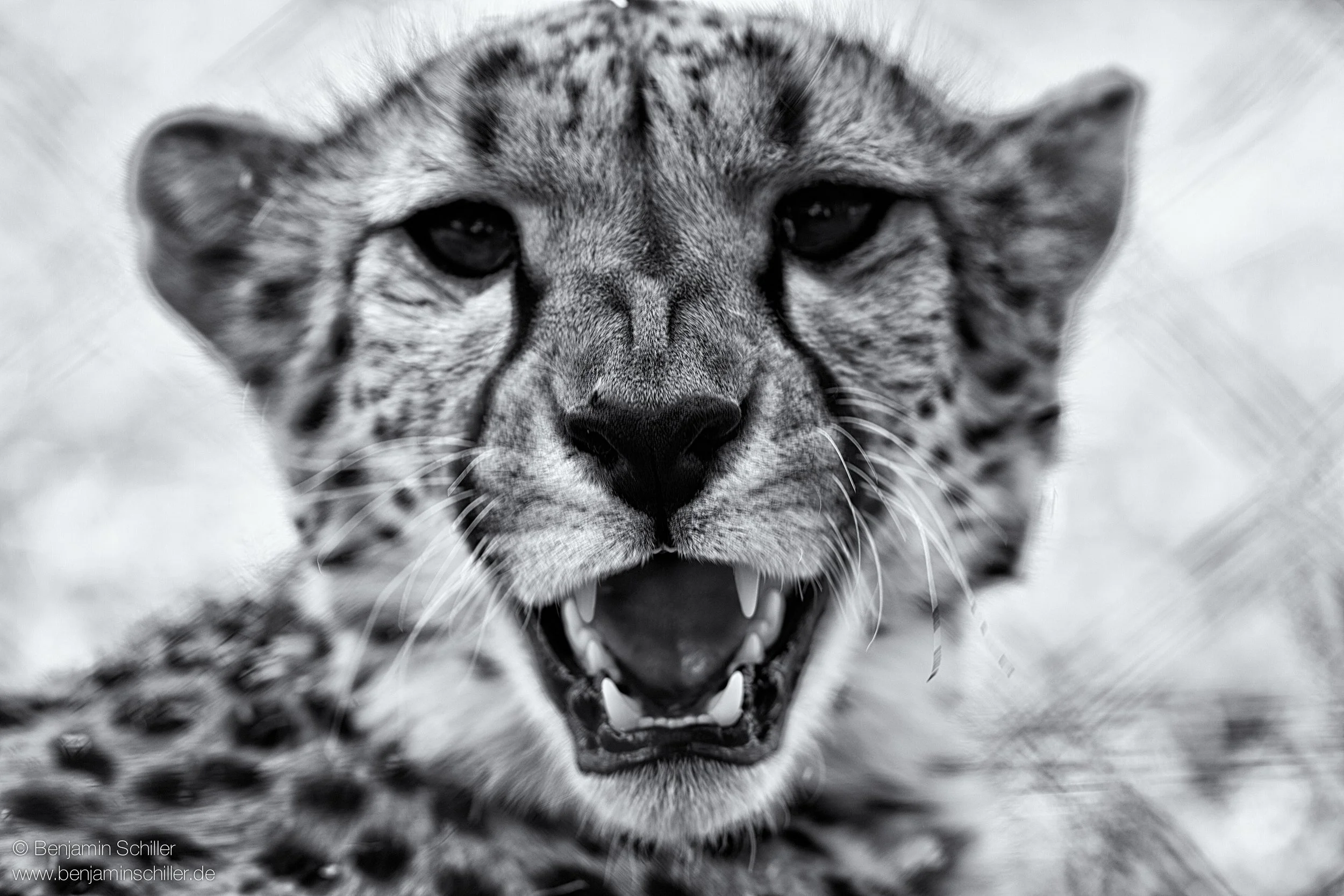 Benjamin_Schiller_Namibia_Fauna-11.jpg