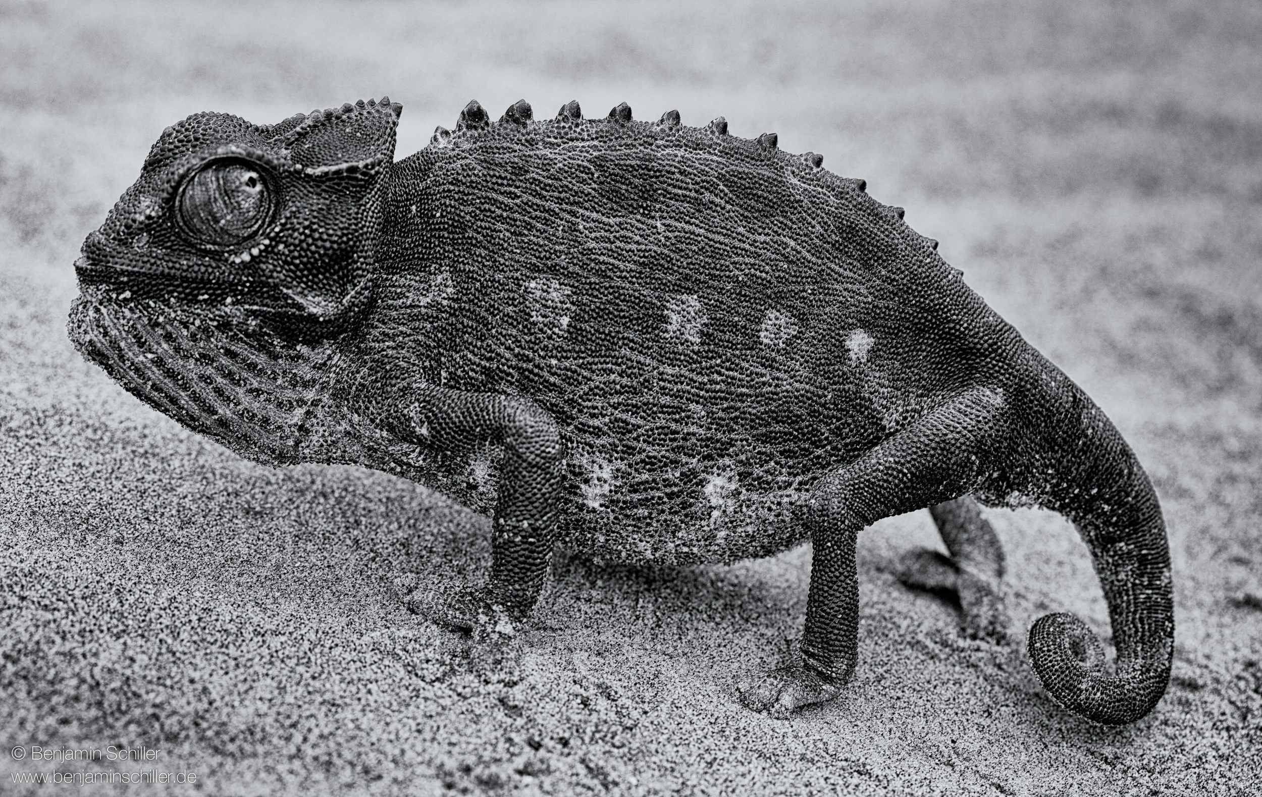 Benjamin_Schiller_Namibia_Fauna-8.jpg