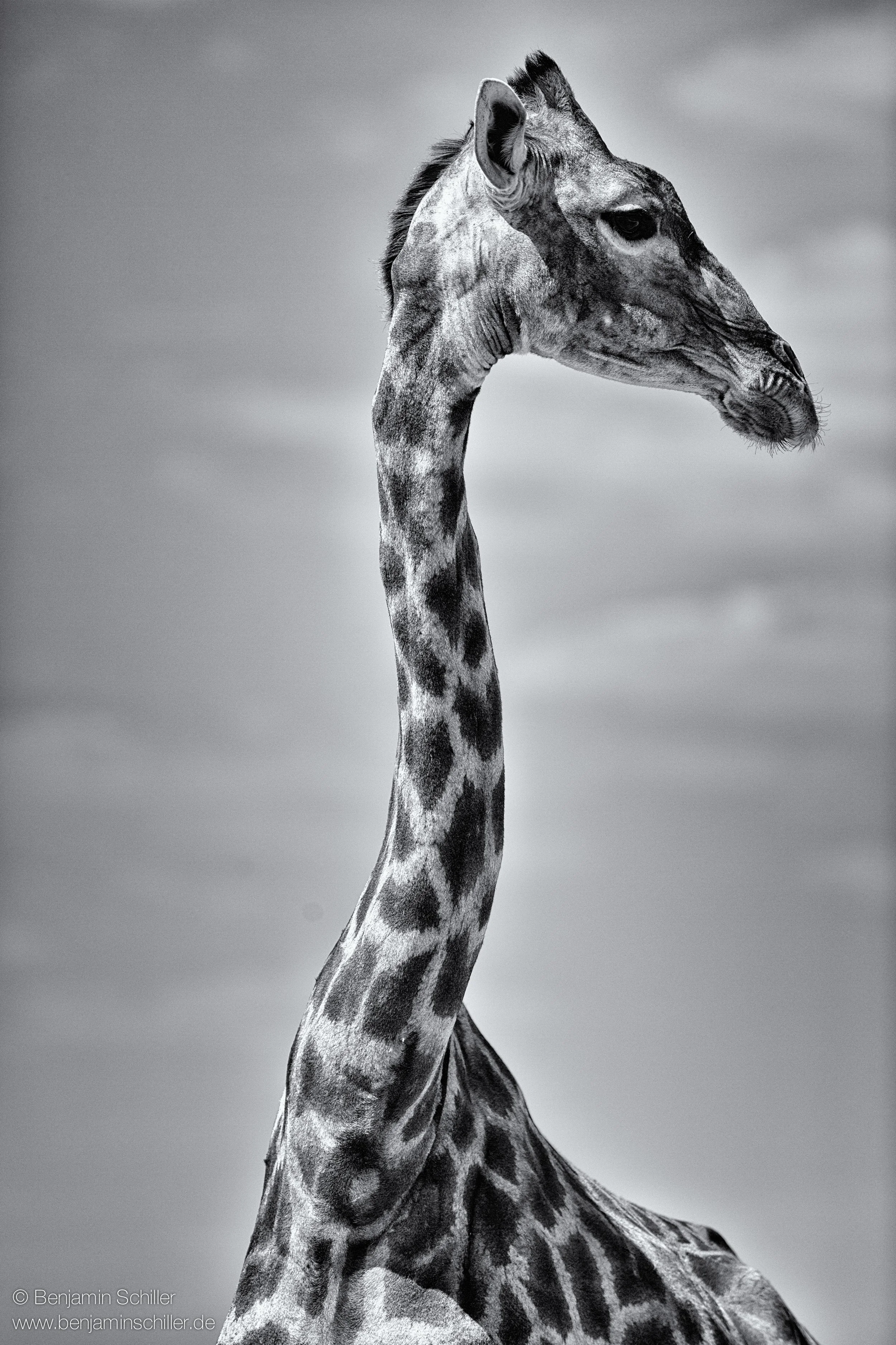 Benjamin_Schiller_Namibia_Fauna-35.jpg