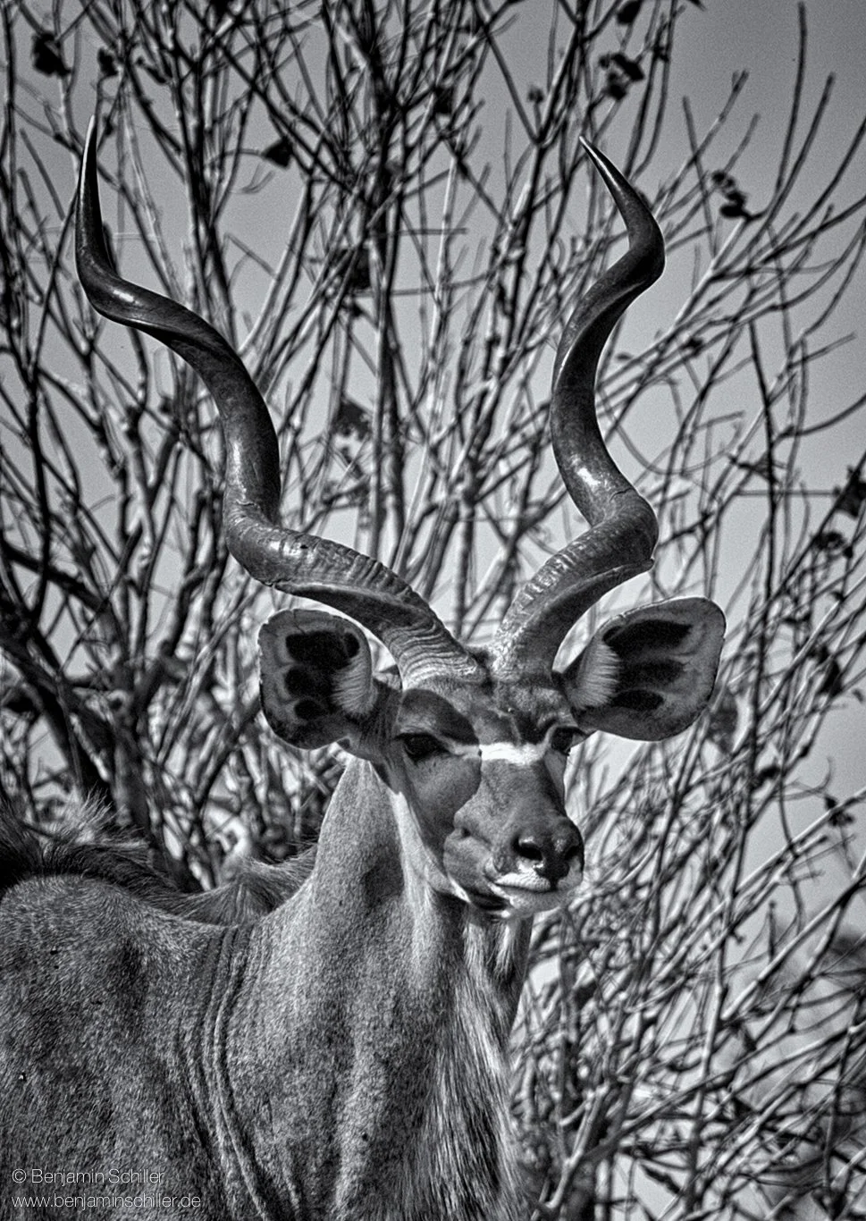 Benjamin_Schiller_Namibia_Fauna-47.jpg