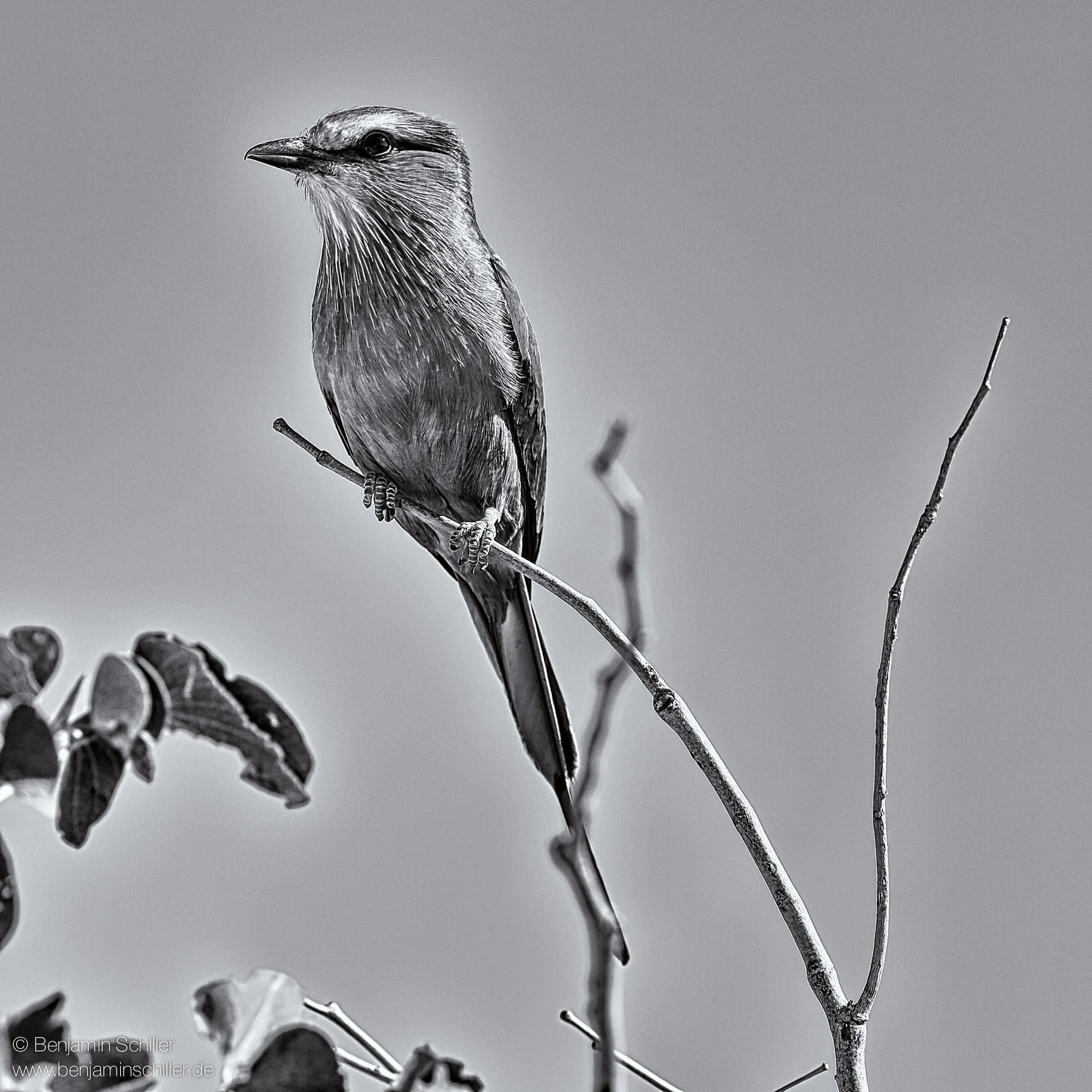Benjamin_Schiller_Namibia_Fauna-20.jpg