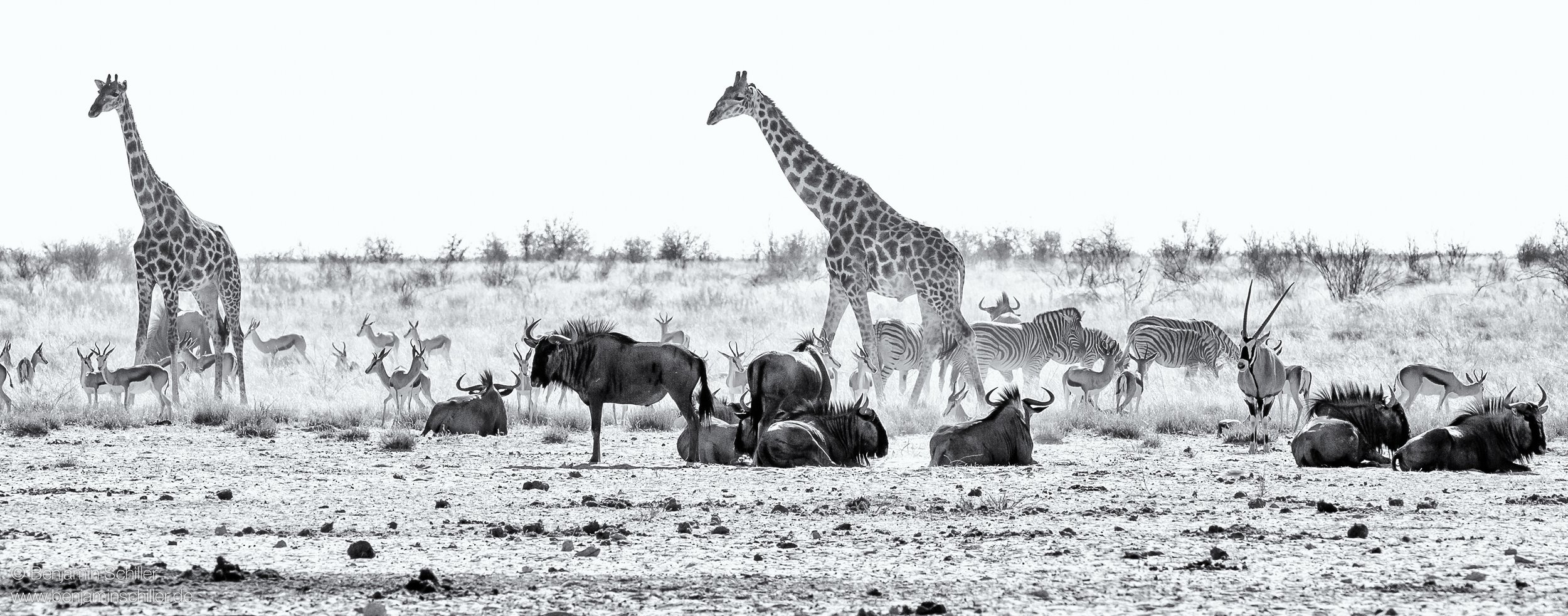 Benjamin_Schiller_Namibia_Fauna-16.jpg