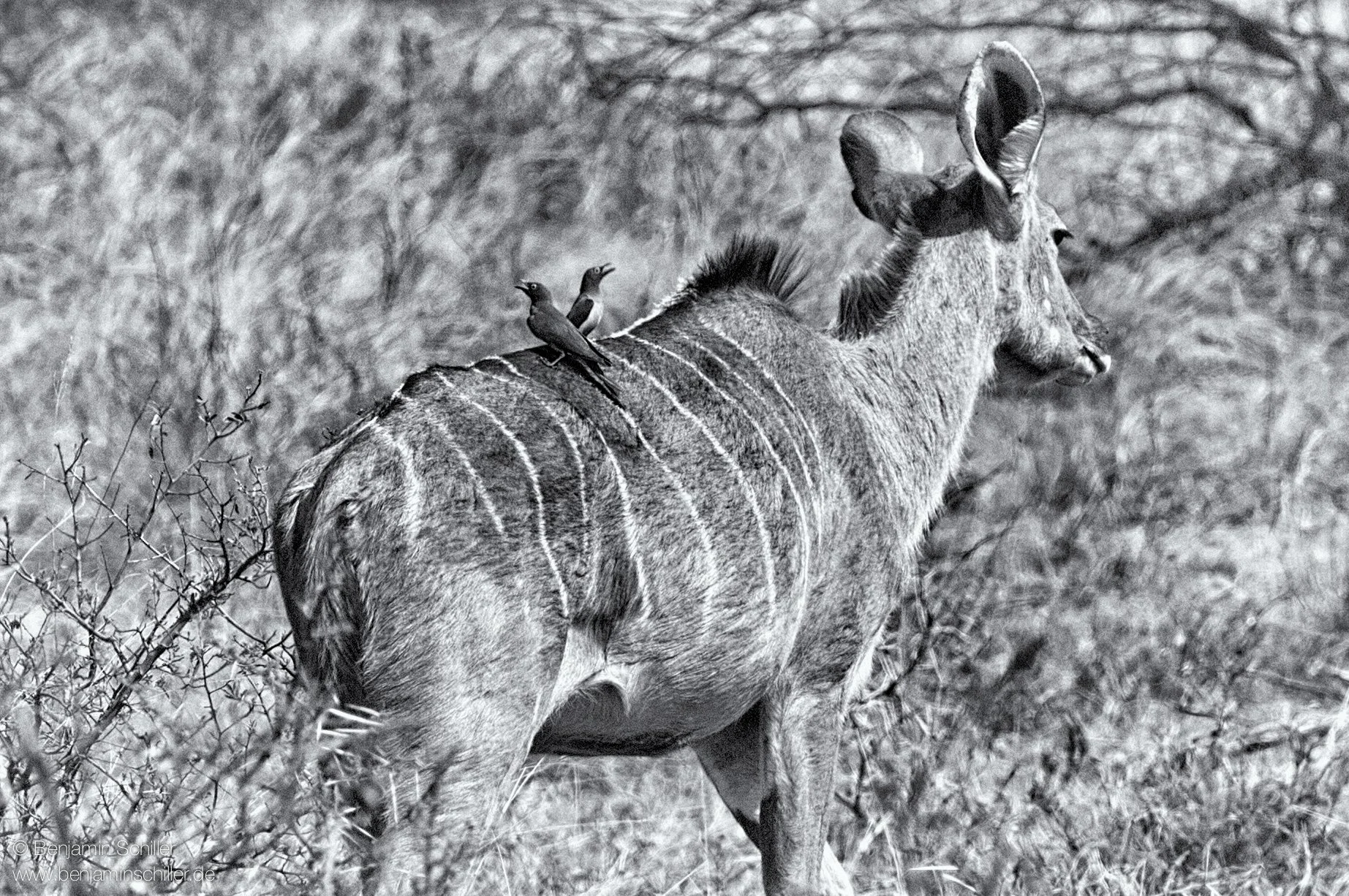 Benjamin_Schiller_Namibia_Fauna-7.jpg