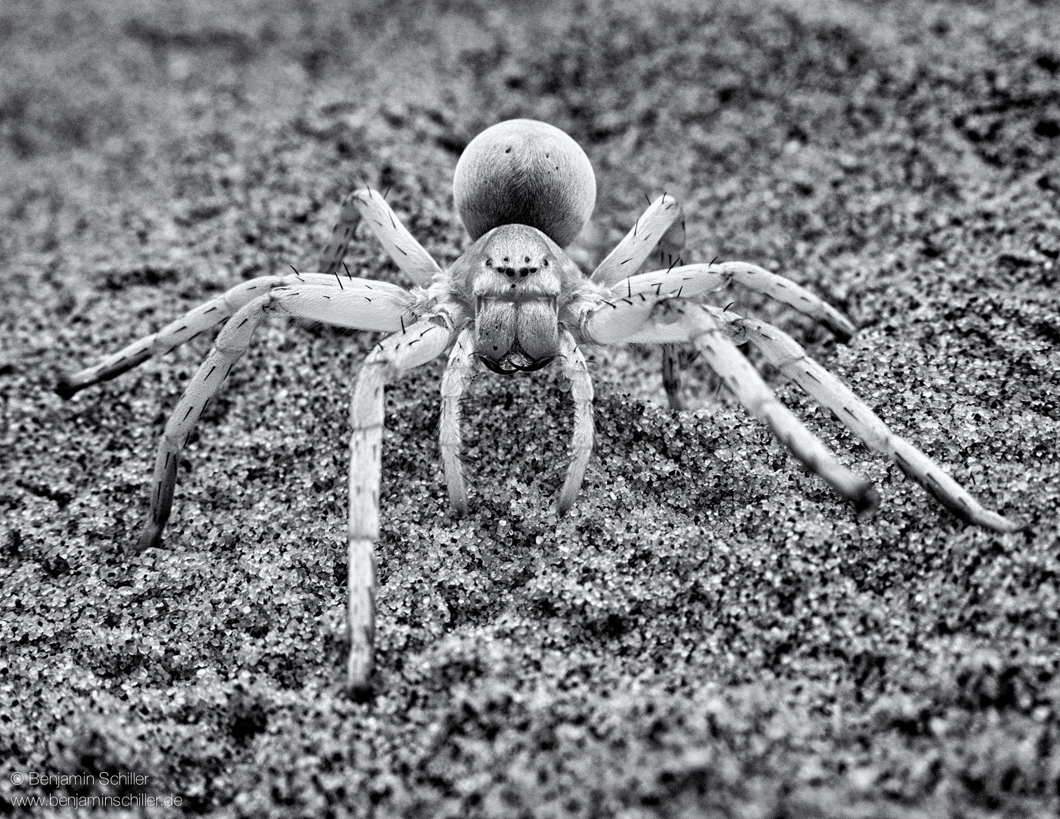 Benjamin_Schiller_Namibia_Fauna-7.jpg