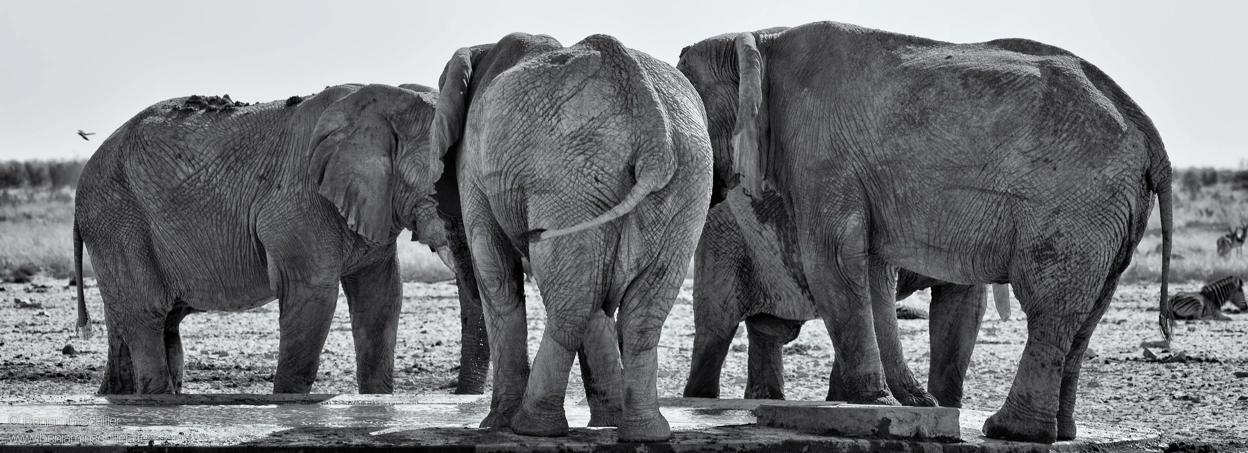 Benjamin_Schiller_Namibia_Fauna-17.jpg
