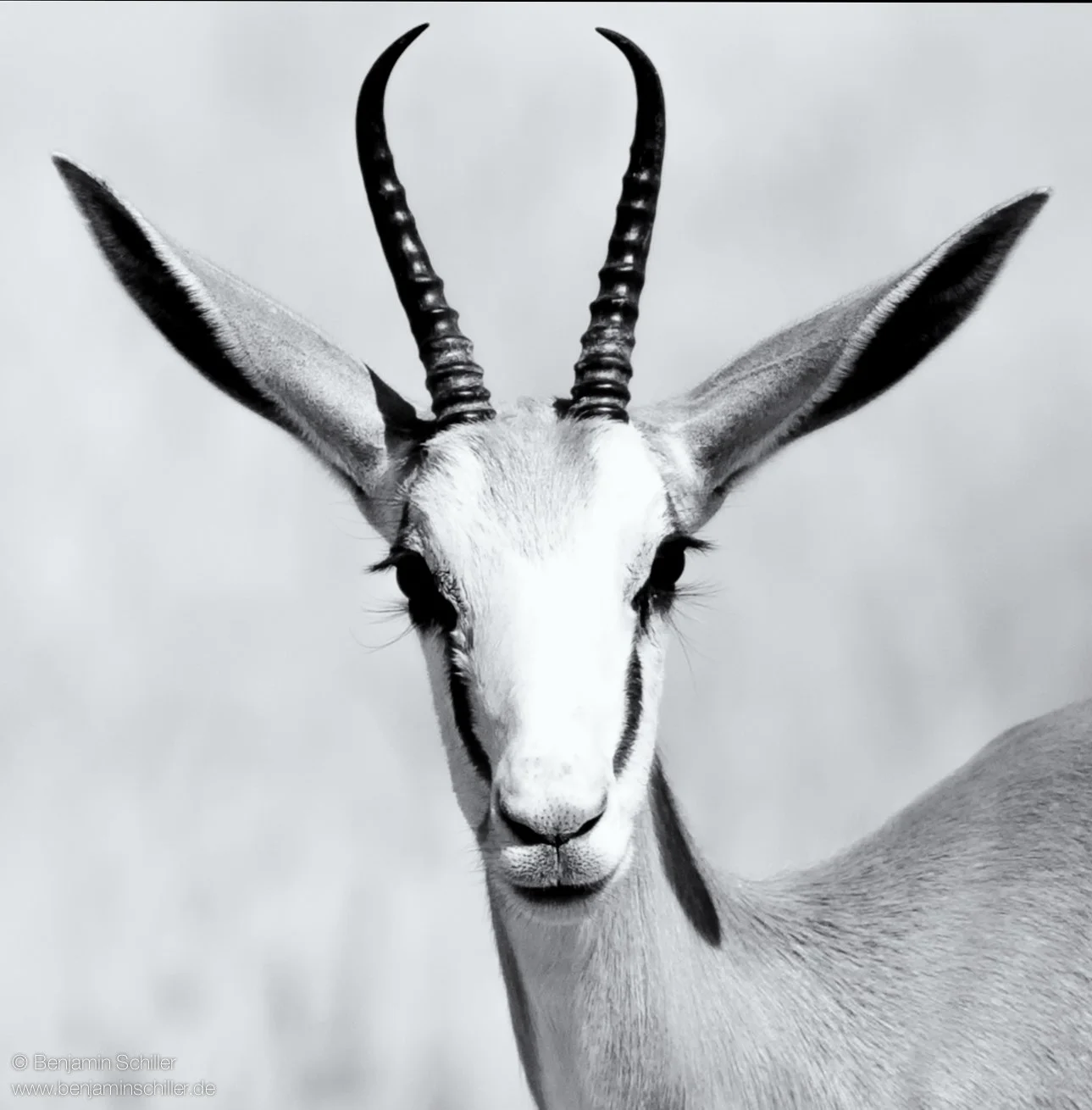 Benjamin_Schiller_Namibia_Fauna-13.jpg