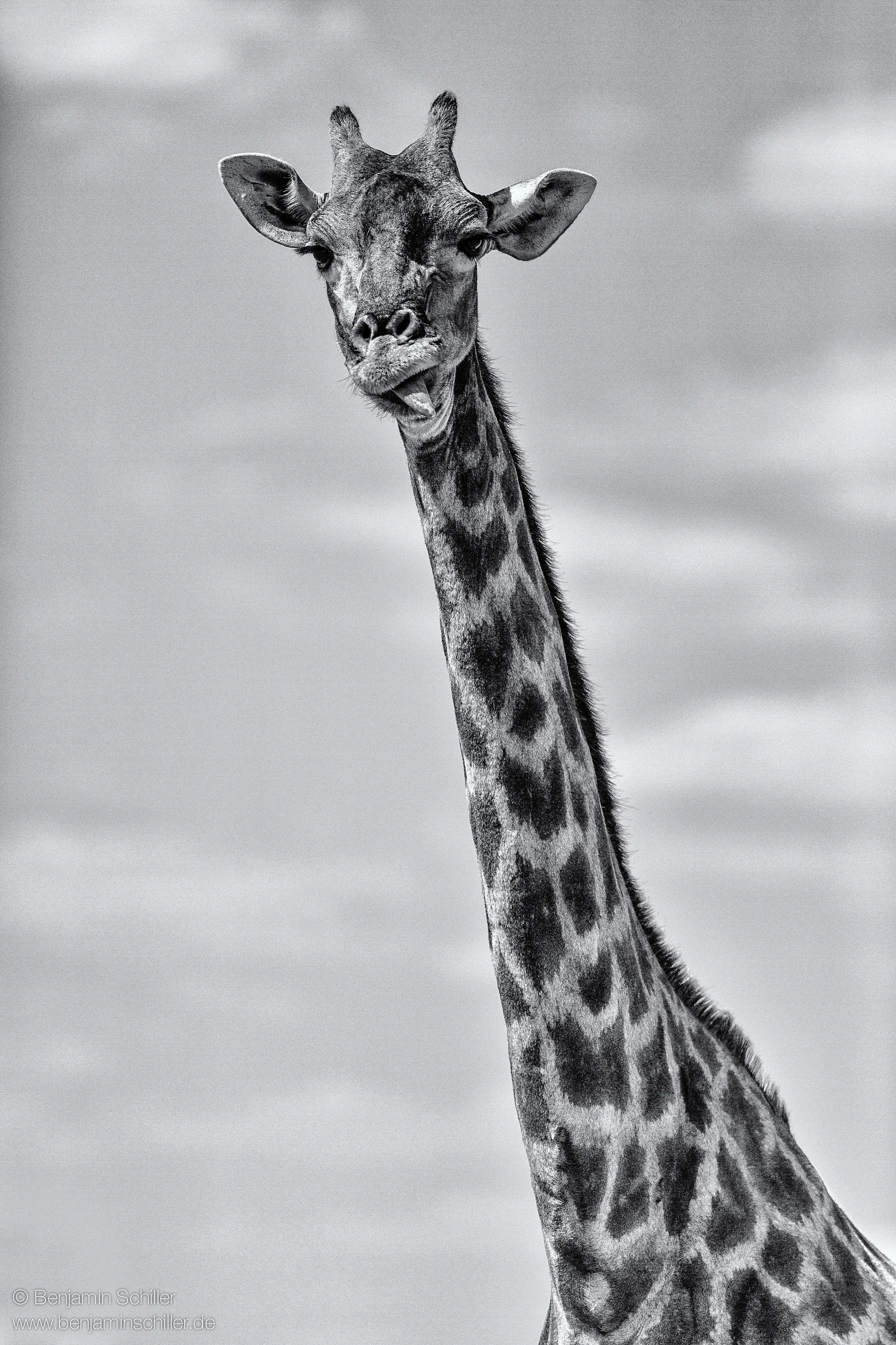 Benjamin_Schiller_Namibia_Fauna-36.jpg
