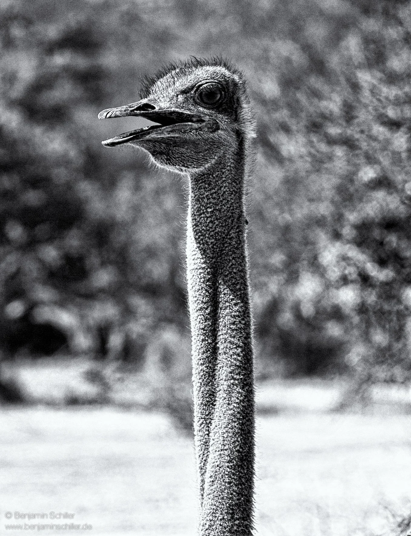 Benjamin_Schiller_Namibia_Fauna-6.jpg