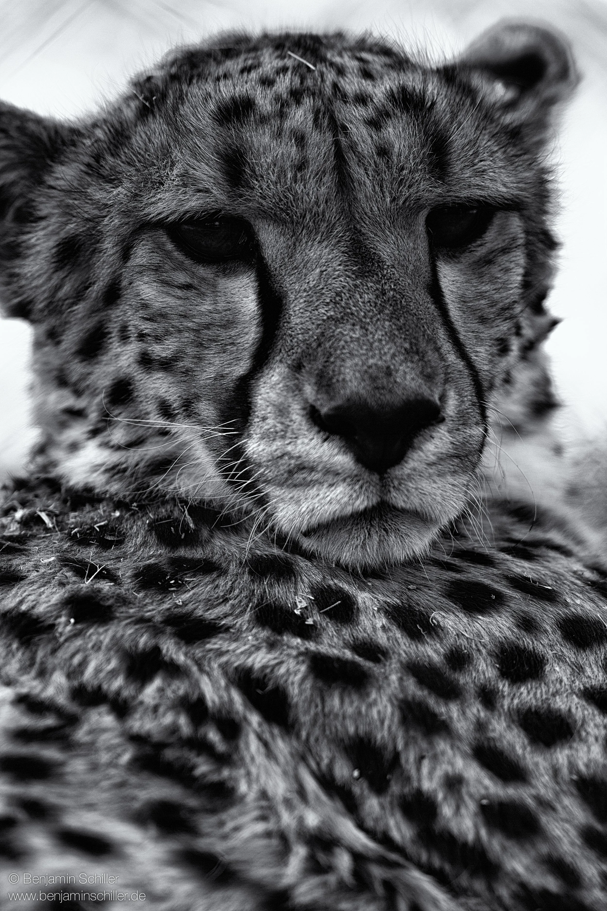 Benjamin_Schiller_Namibia_Fauna-12.jpg