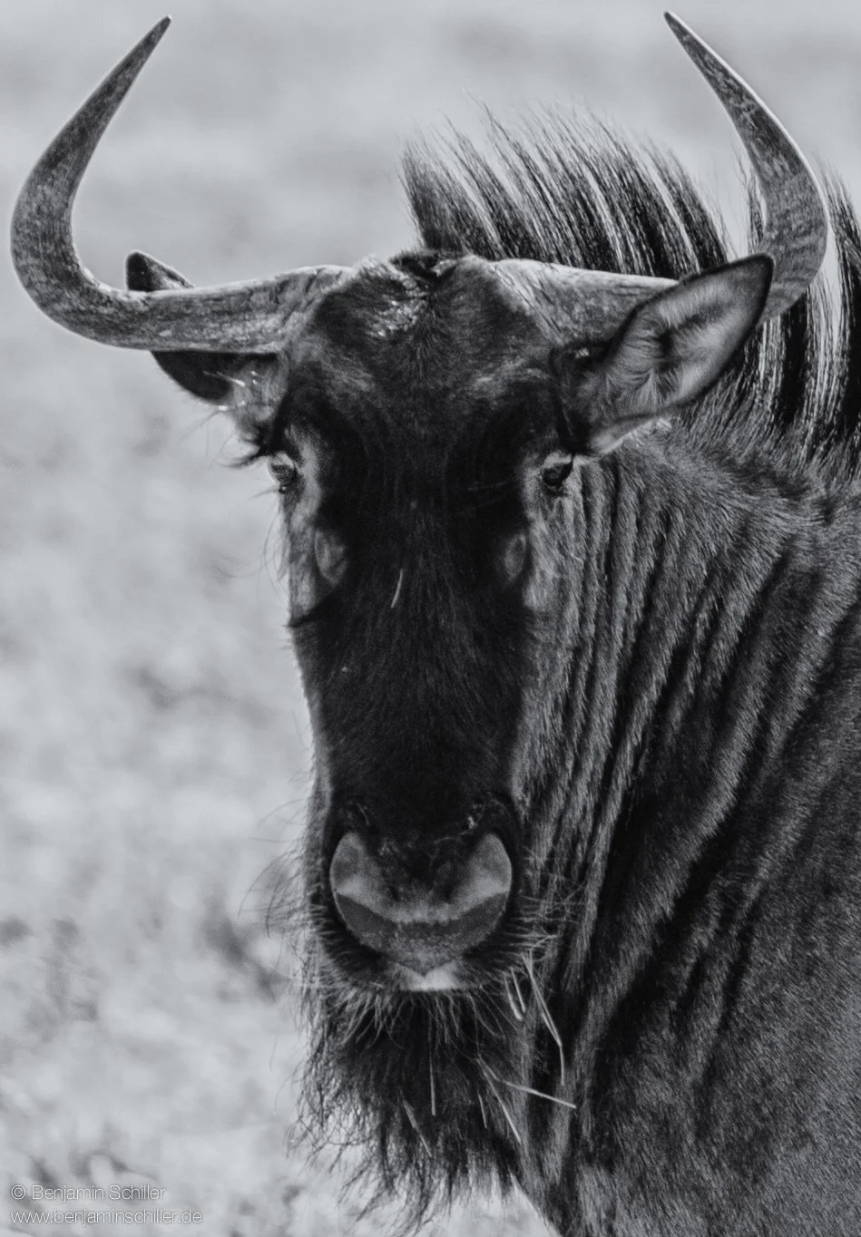 Benjamin_Schiller_Namibia_Fauna-22.jpg
