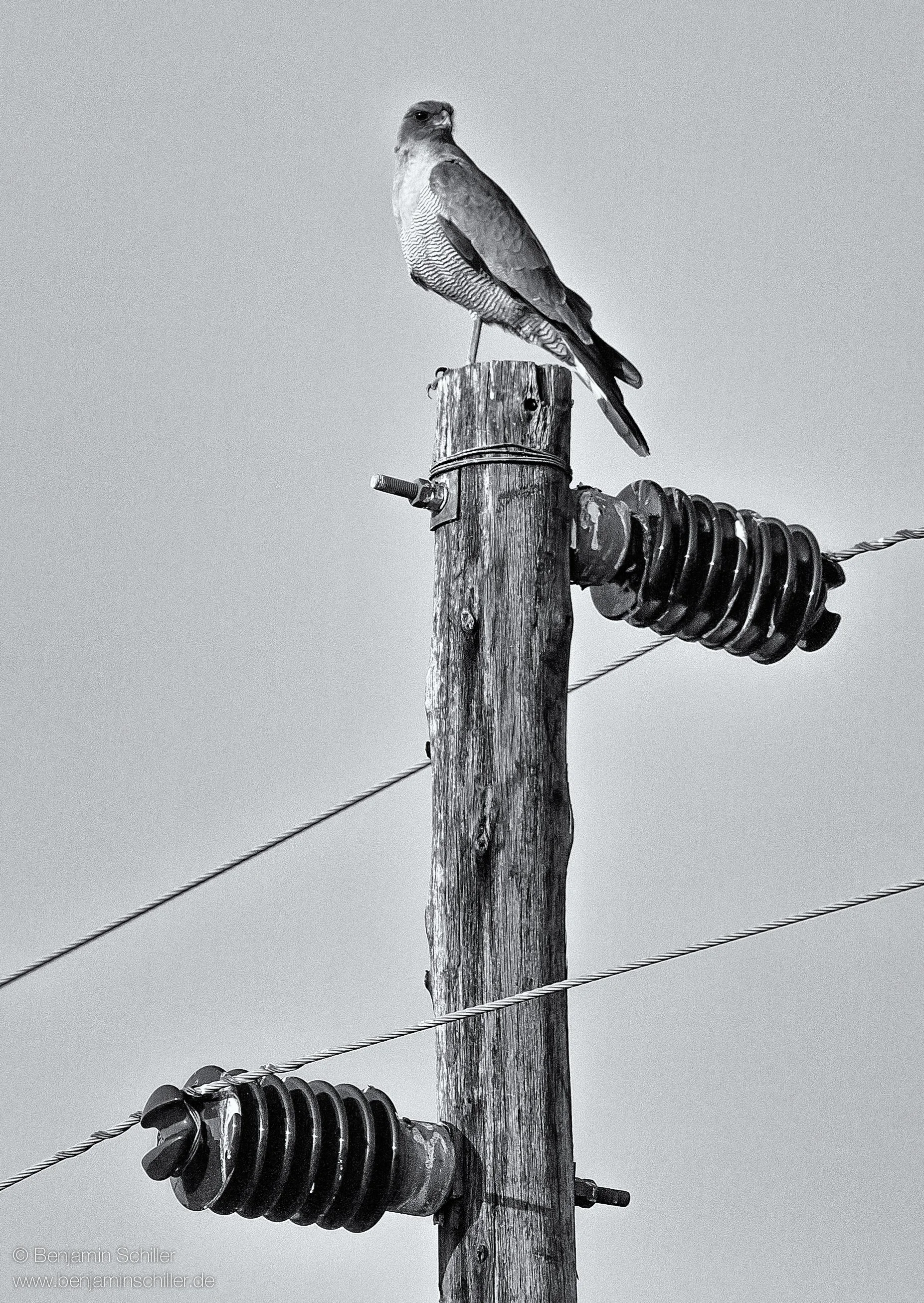 Benjamin_Schiller_Namibia_Fauna-2.jpg