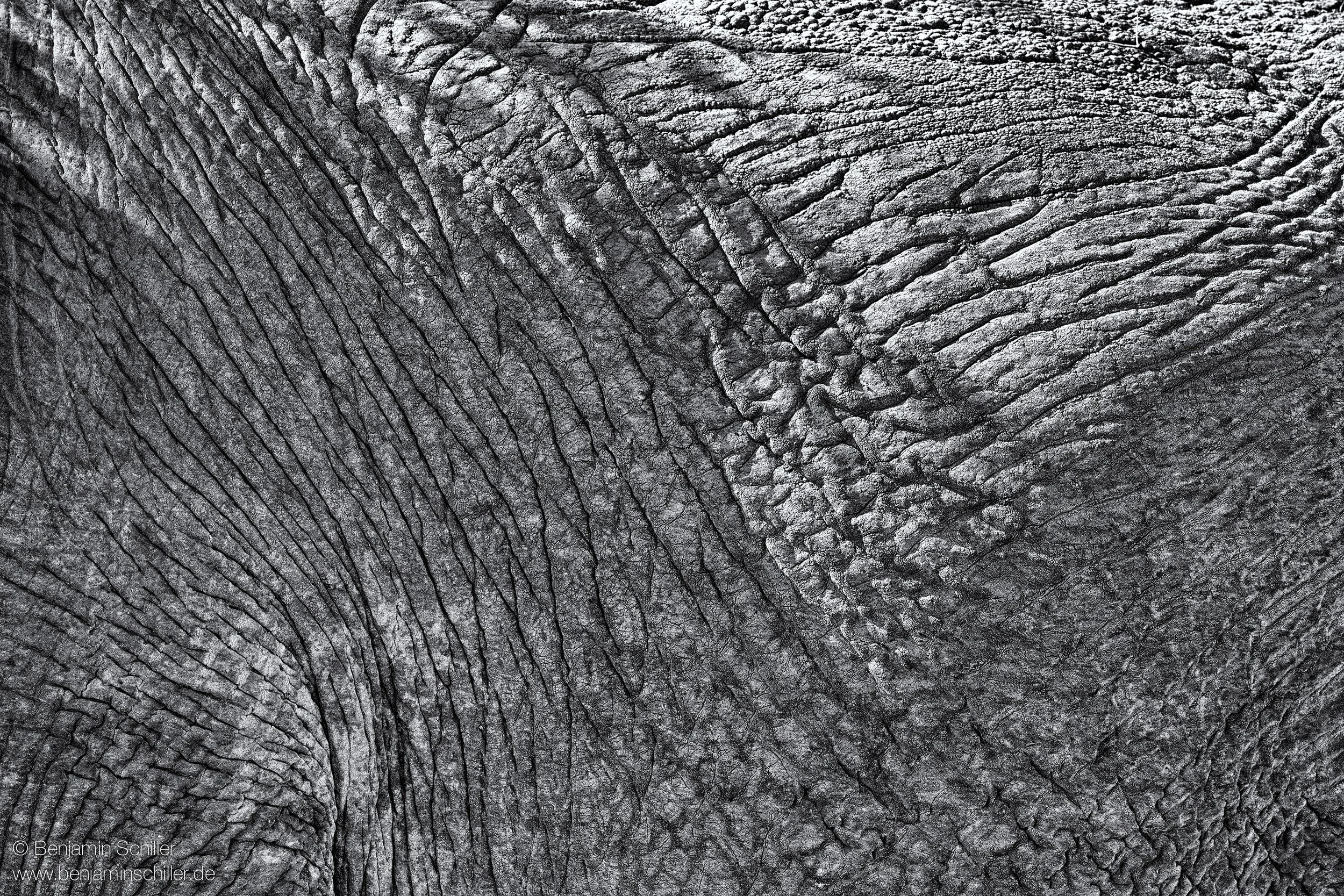 Benjamin_Schiller_Namibia_Fauna-27.jpg