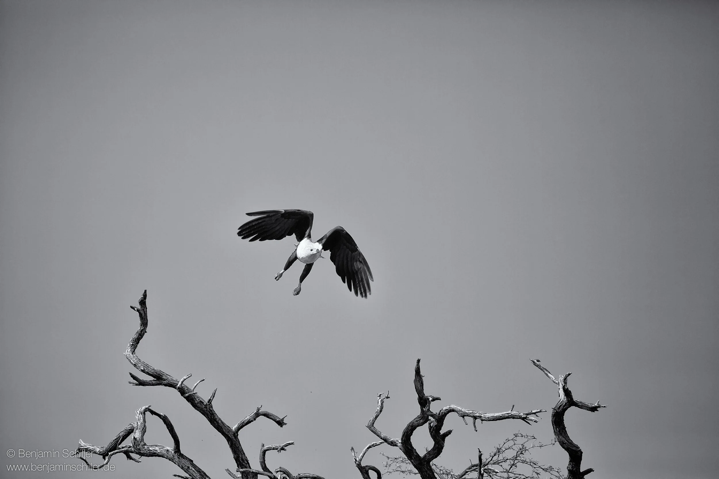 Benjamin_Schiller_Namibia_Fauna-50.jpg