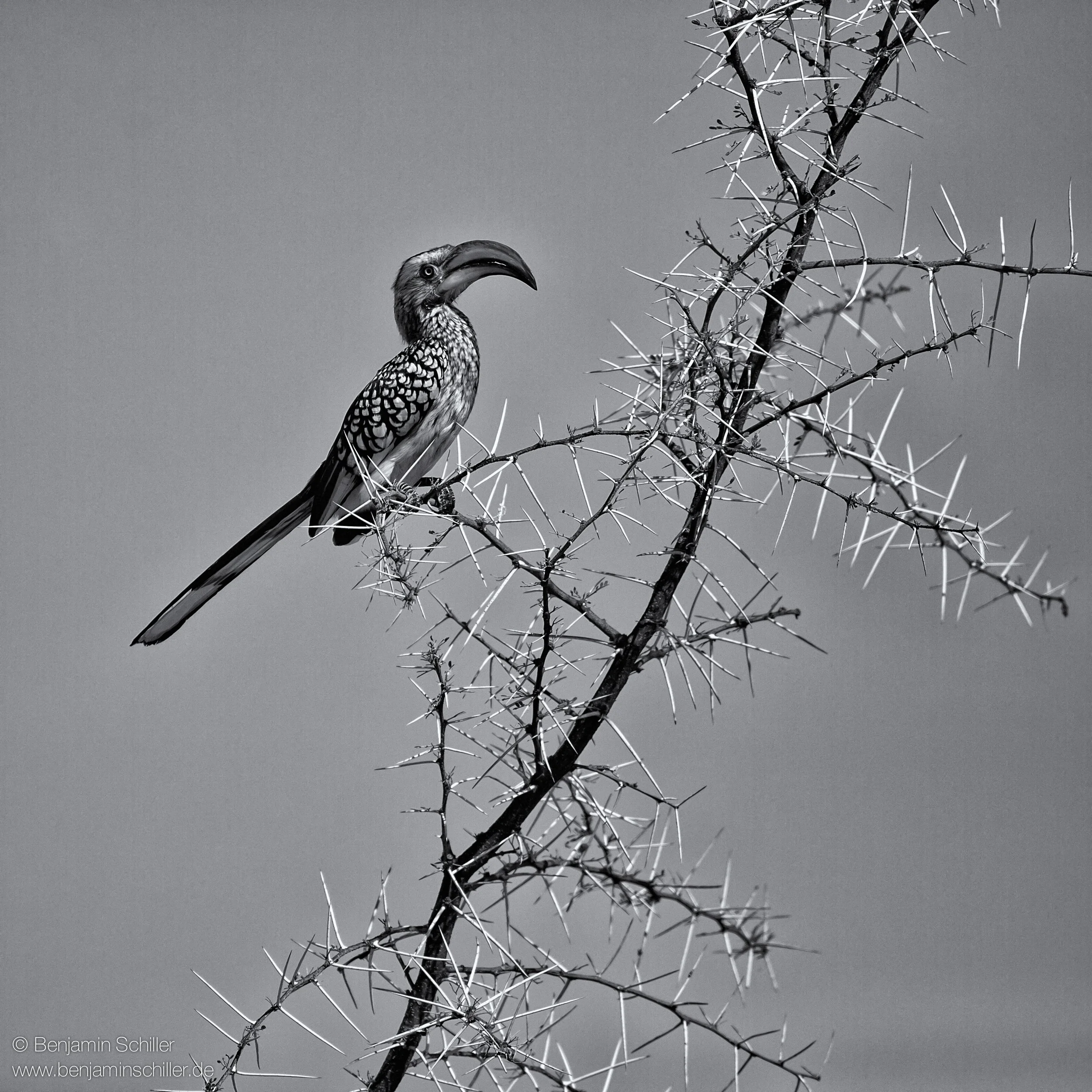 Benjamin_Schiller_Namibia_Fauna-21.jpg