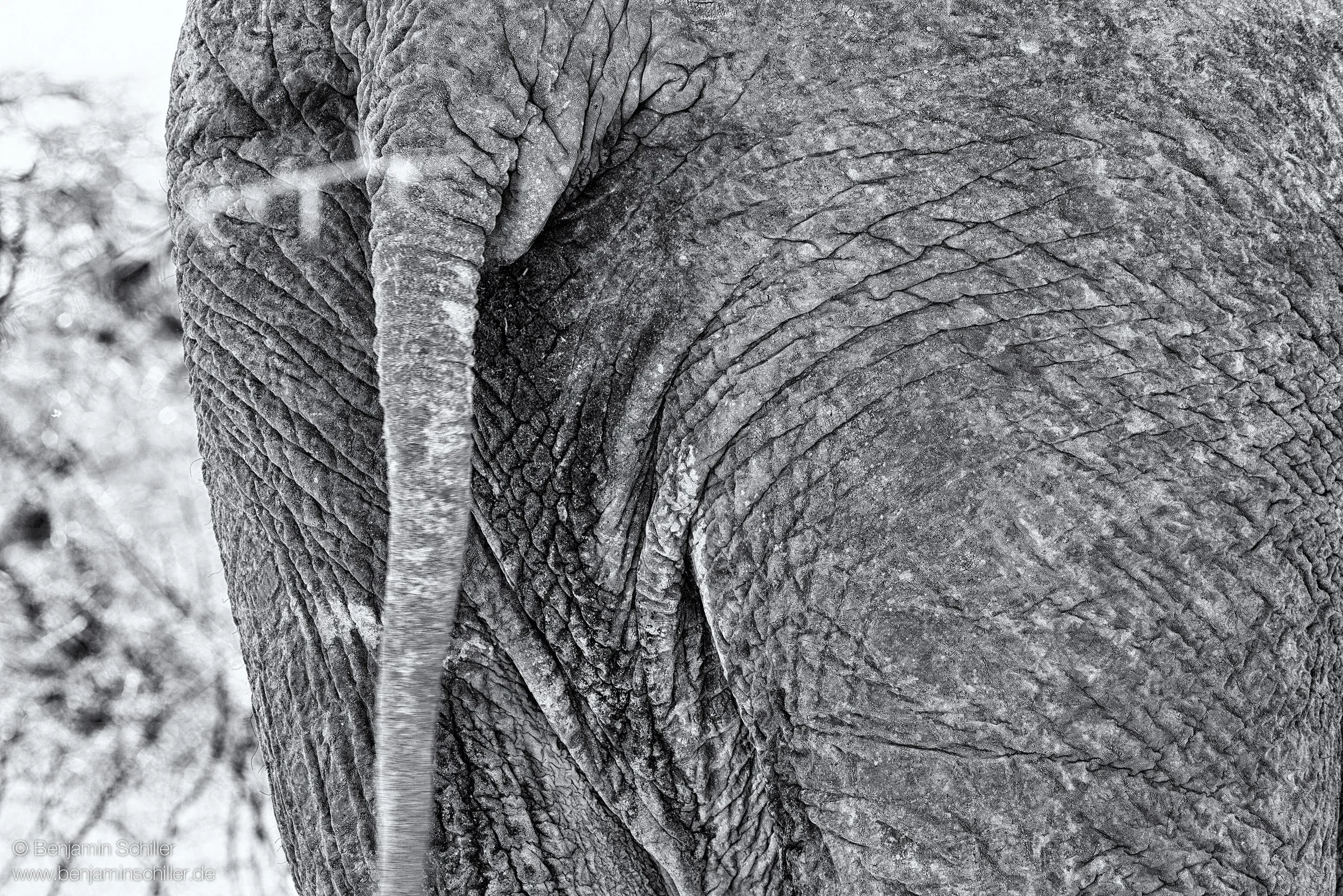 Benjamin_Schiller_Namibia_Fauna-31.jpg