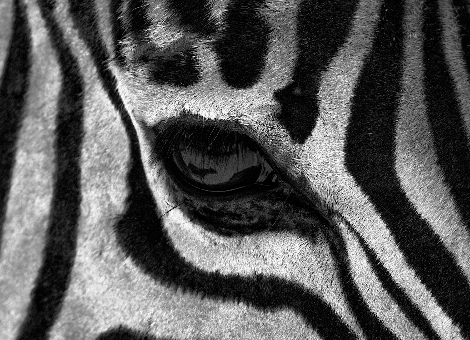 Benjamin_Schiller_Namibia_Fauna-13.jpg