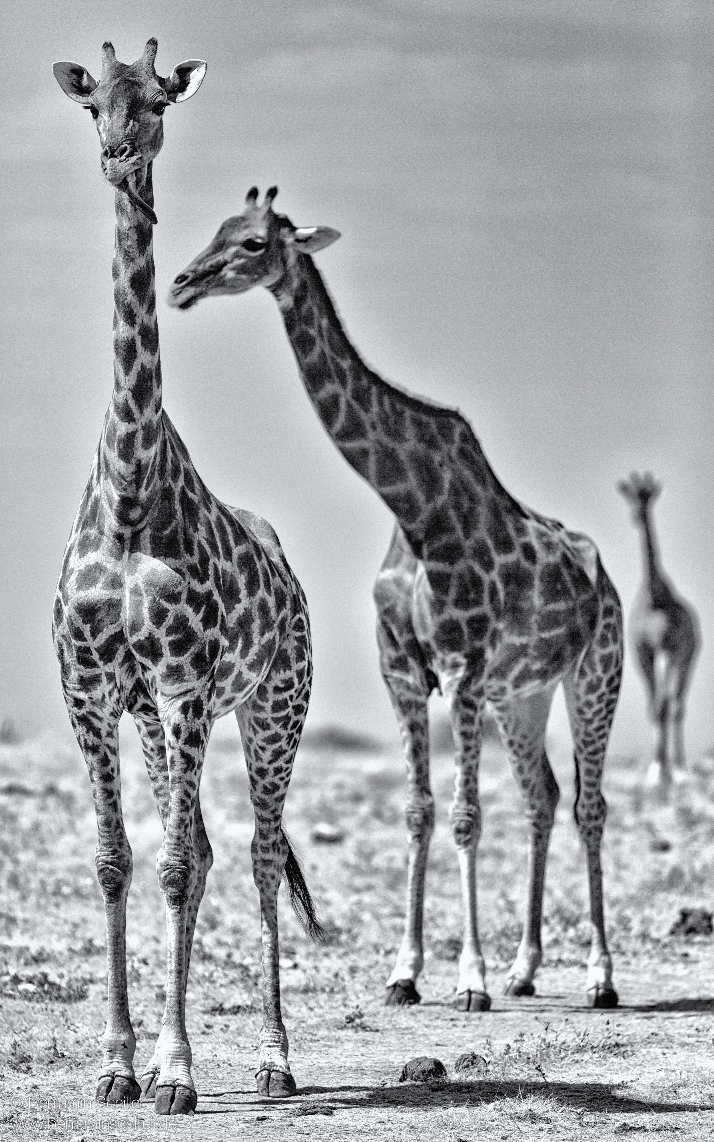 Benjamin_Schiller_Namibia_Fauna-34.jpg