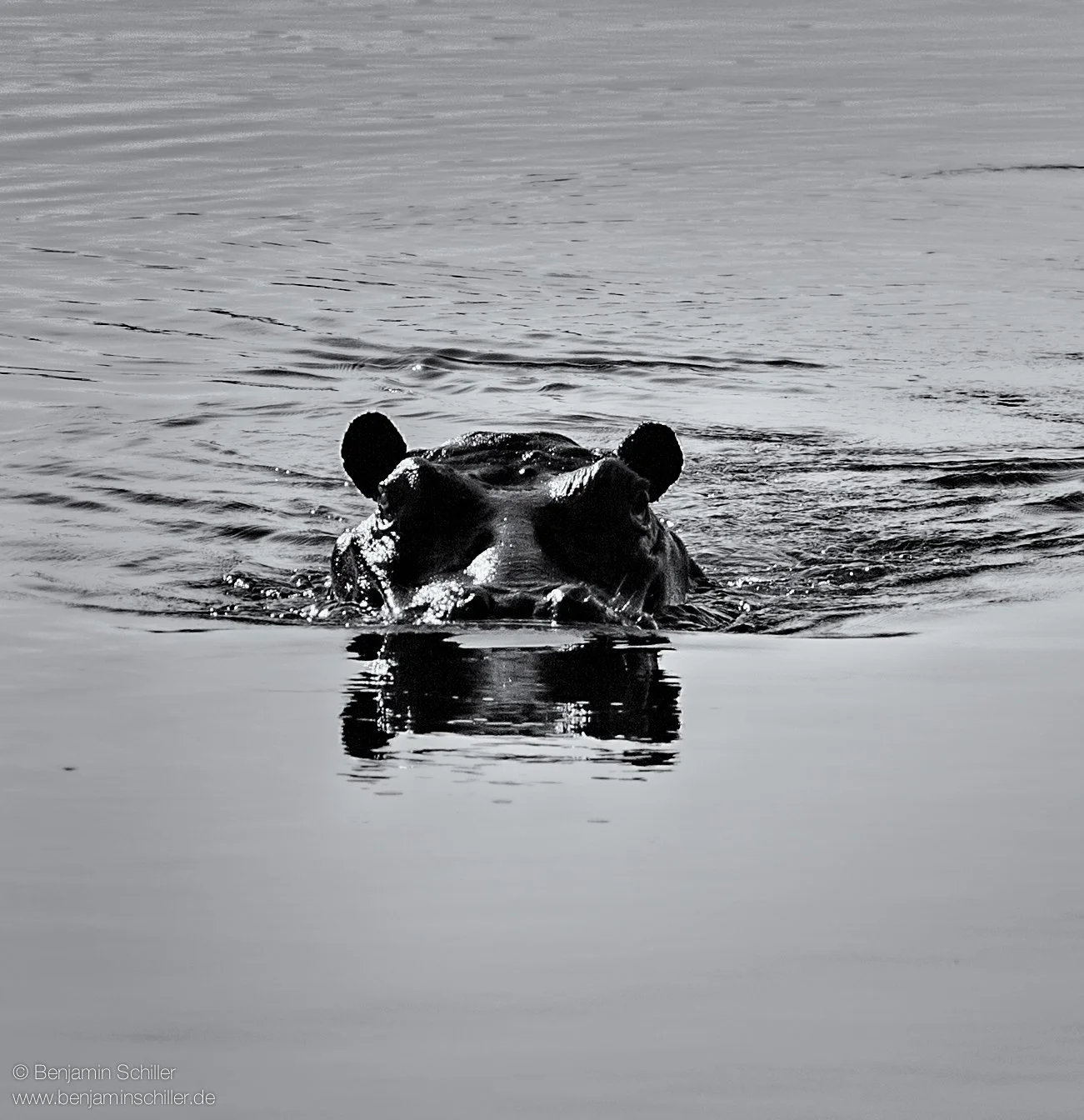 Benjamin_Schiller_Namibia_Fauna-44.jpg