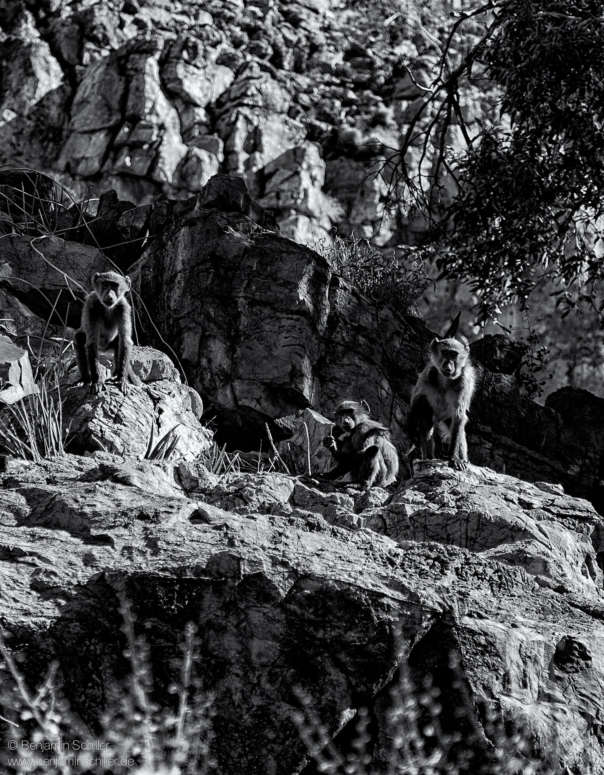 Benjamin_Schiller_Namibia_Fauna-2.jpg