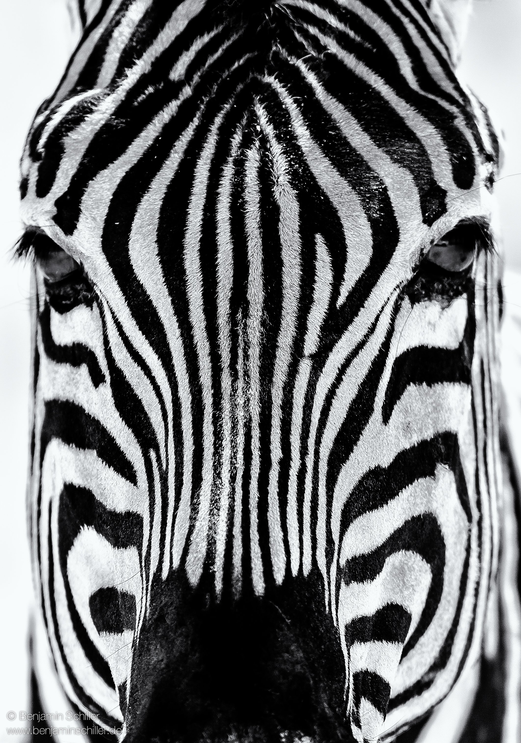 Benjamin_Schiller_Namibia_Fauna-15.jpg