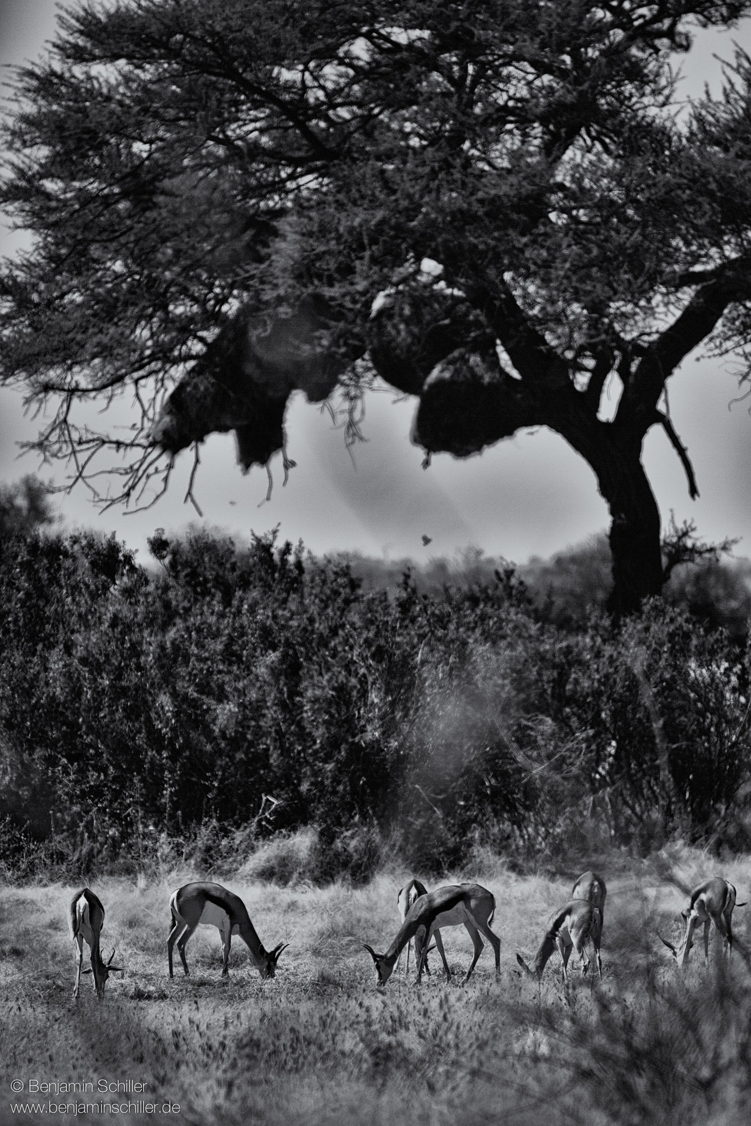 Benjamin_Schiller_Namibia_Fauna-19.jpg