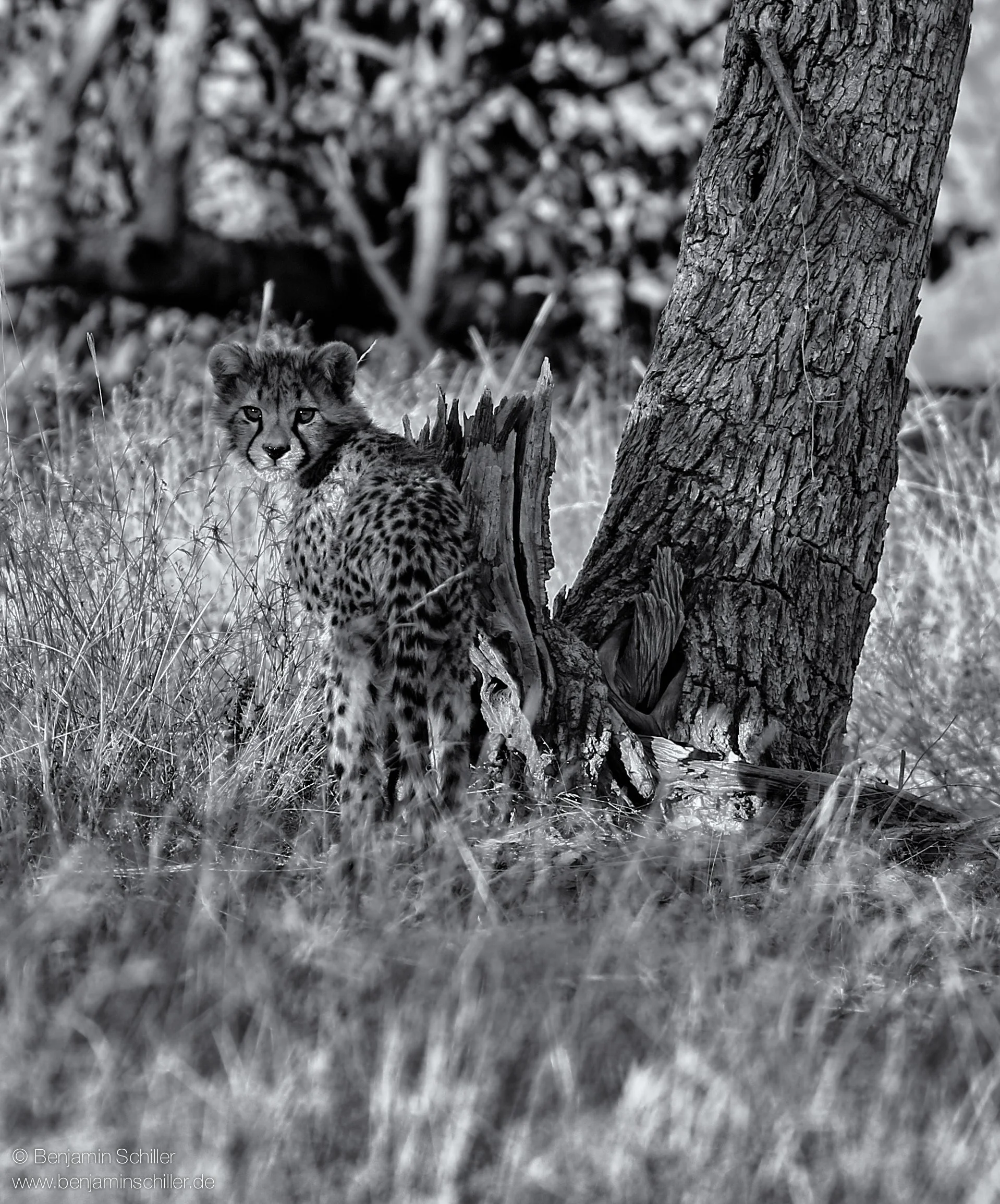 Benjamin_Schiller_Namibia_Fauna-23.jpg