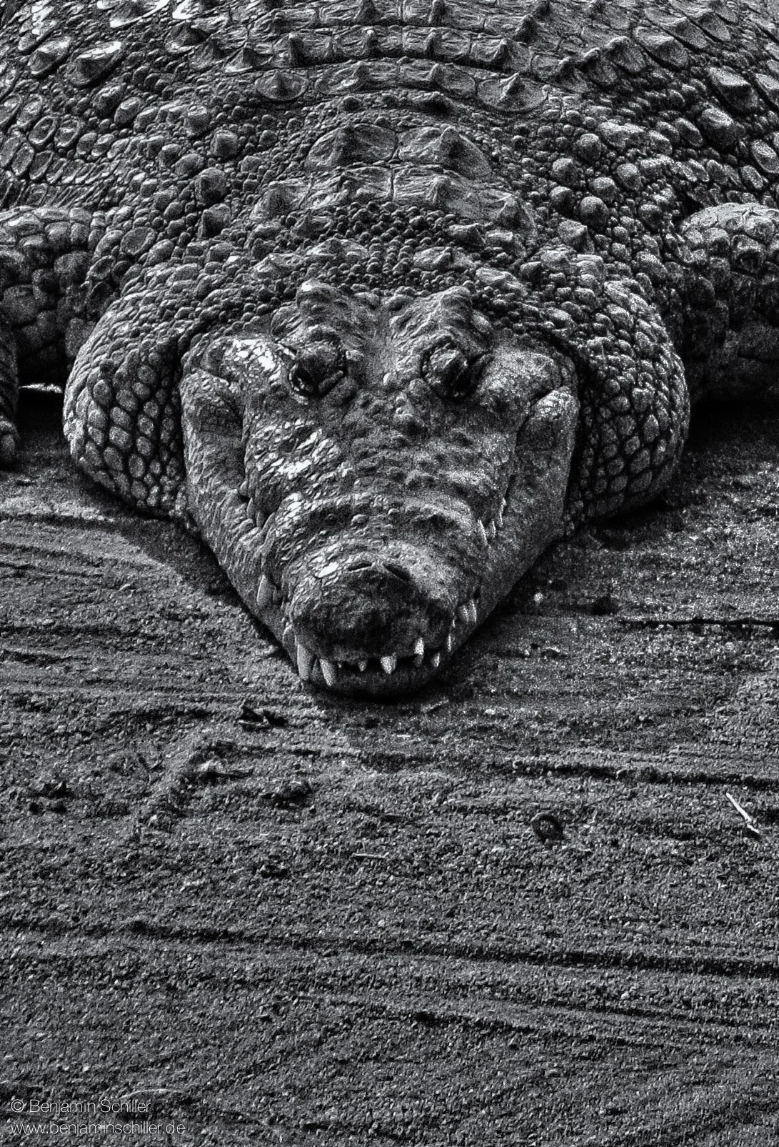 Benjamin_Schiller_Namibia_Fauna.jpg