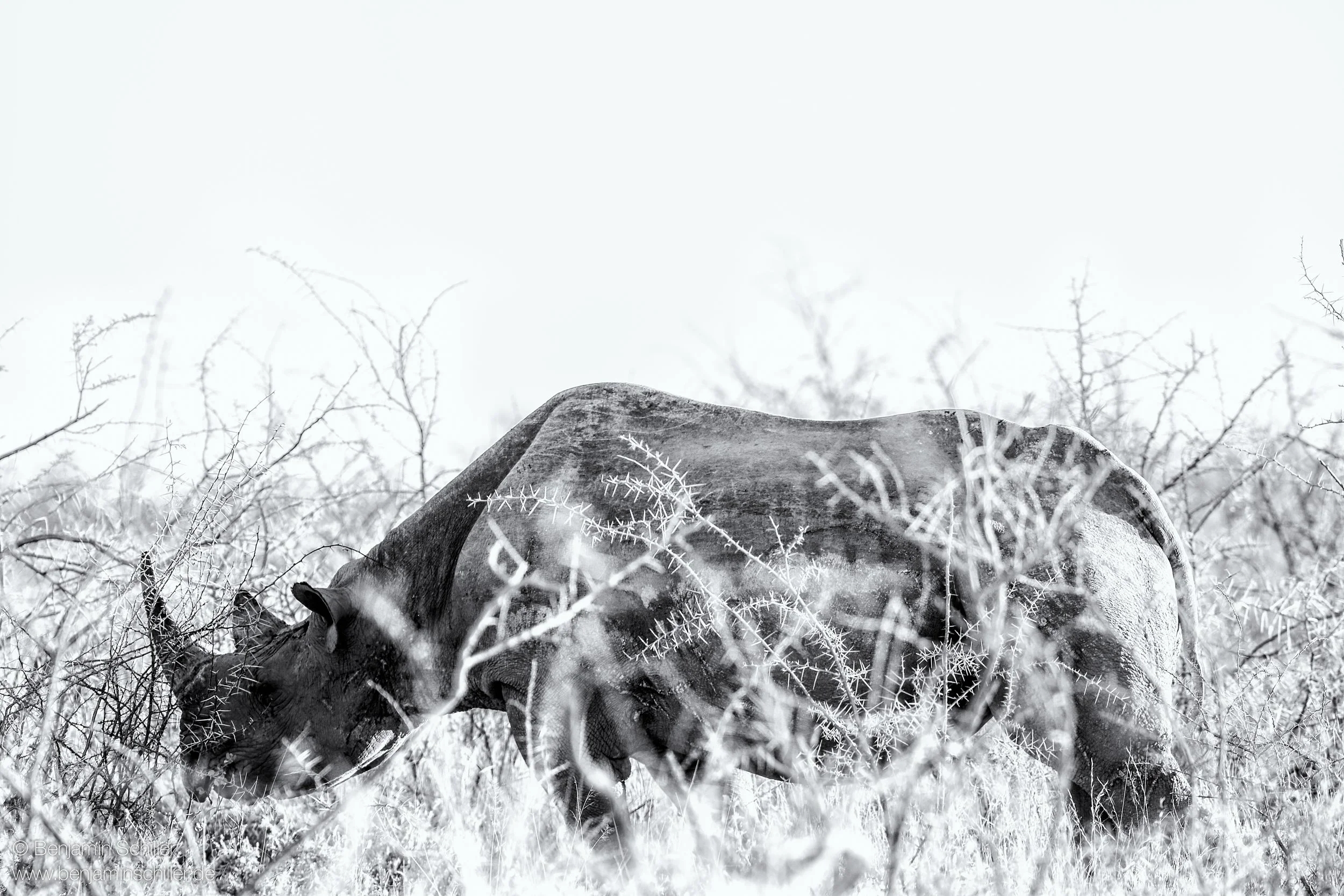 Benjamin_Schiller_Namibia_Fauna-24.jpg
