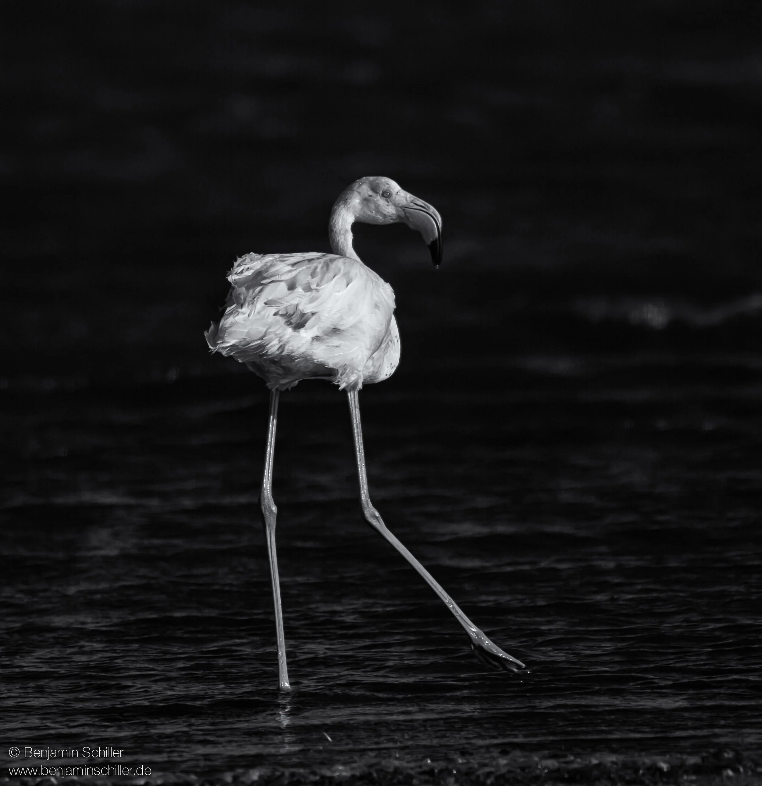 Benjamin_Schiller_Namibia_Fauna-9.jpg