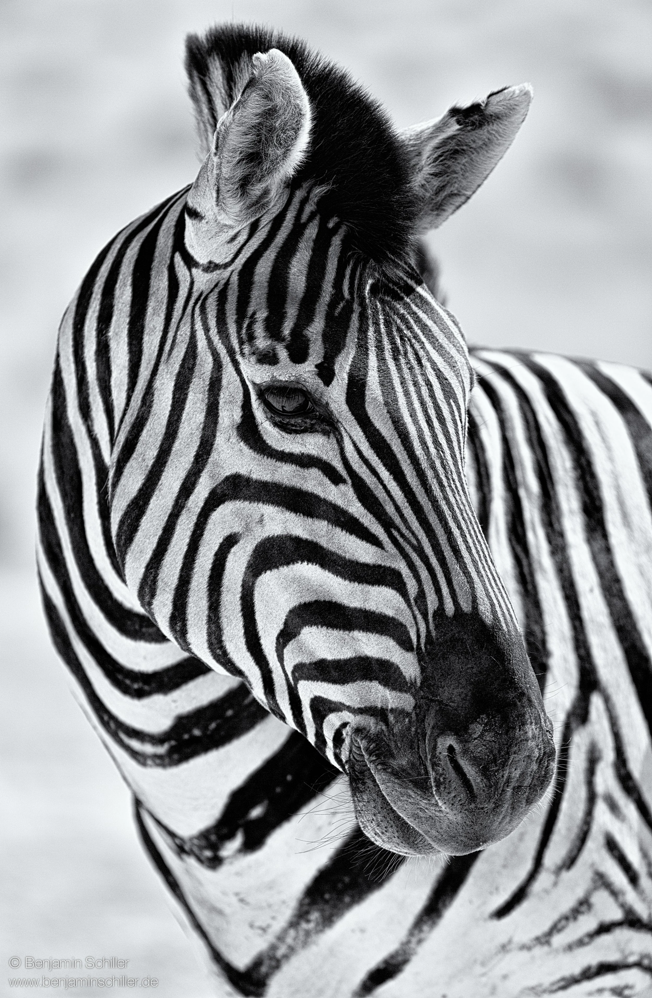 Benjamin_Schiller_Namibia_Fauna-18.jpg