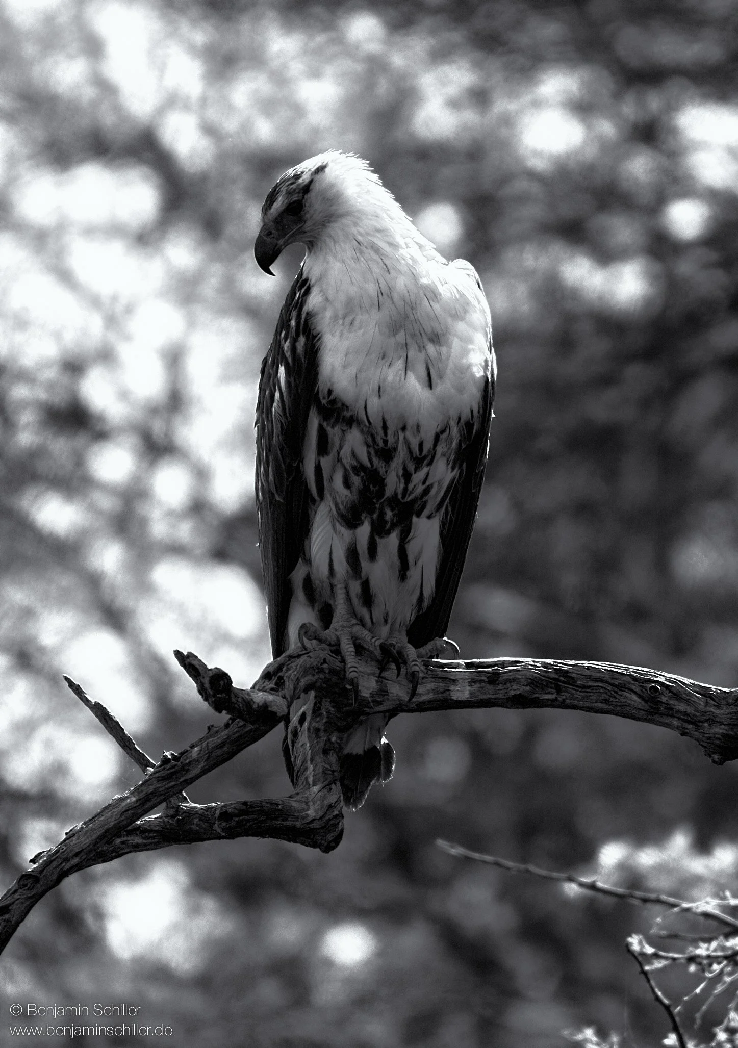 Benjamin_Schiller_Namibia_Fauna-41.jpg