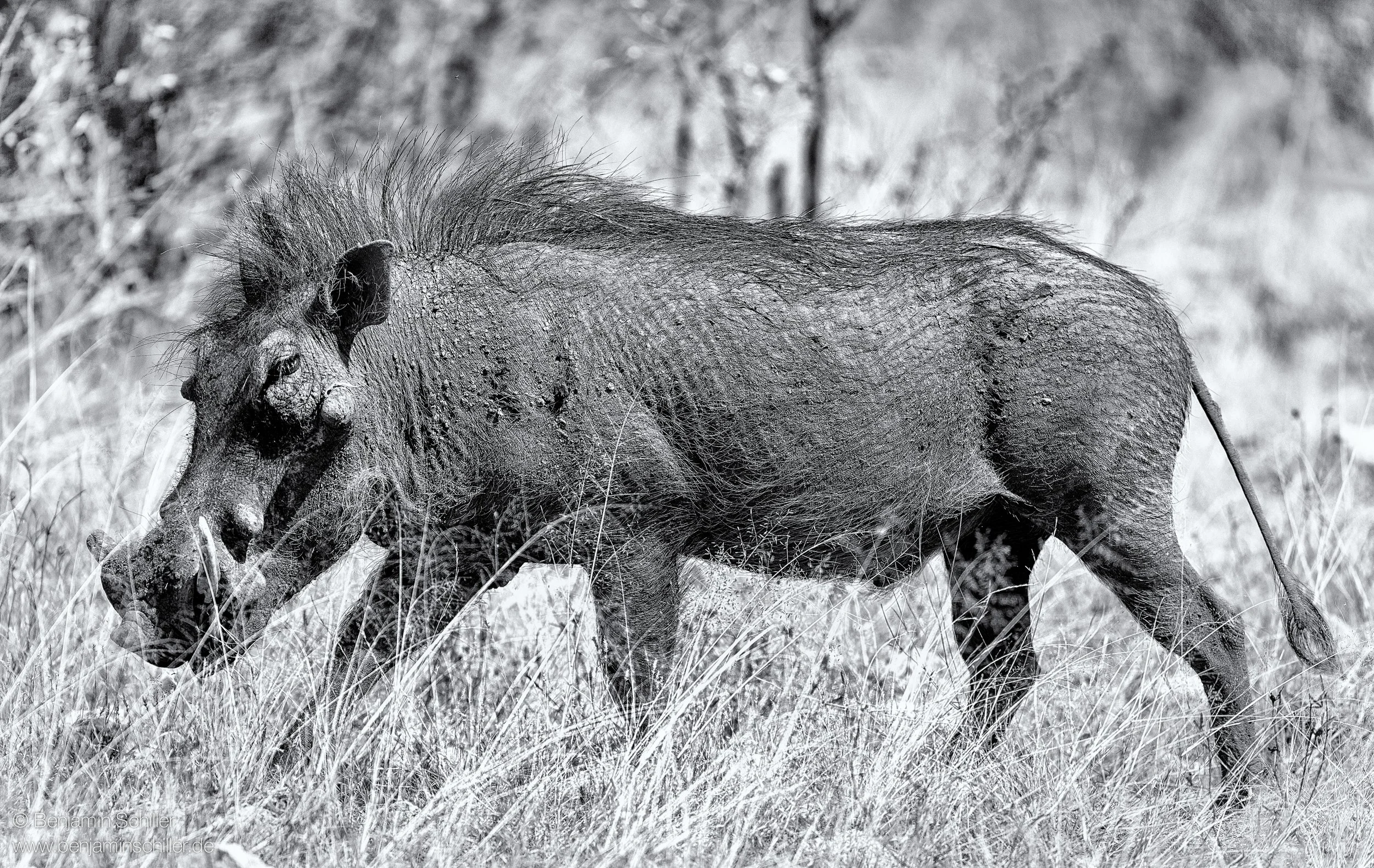Benjamin_Schiller_Namibia_Fauna-40.jpg