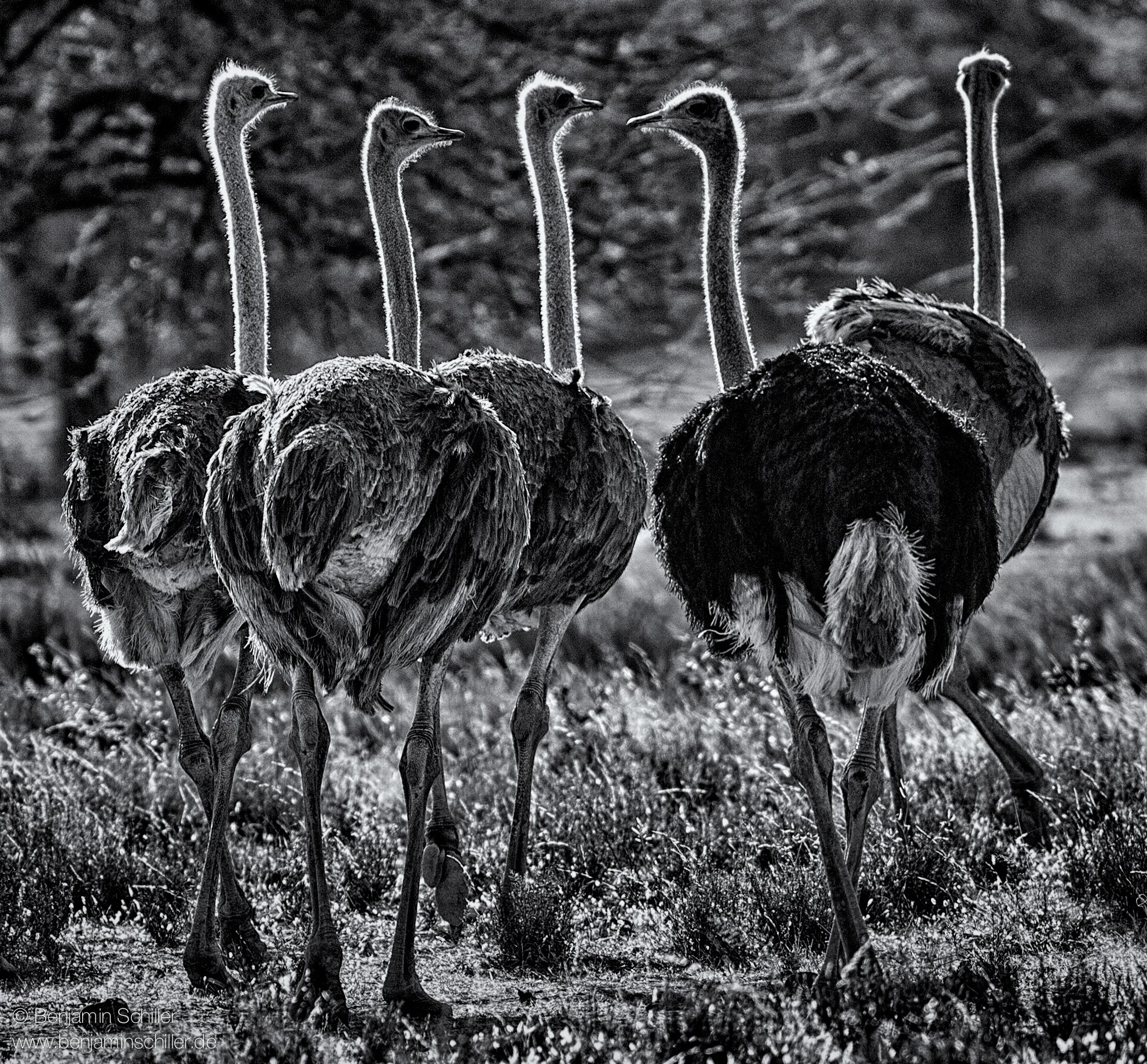 Benjamin_Schiller_Namibia_Fauna-11.jpg
