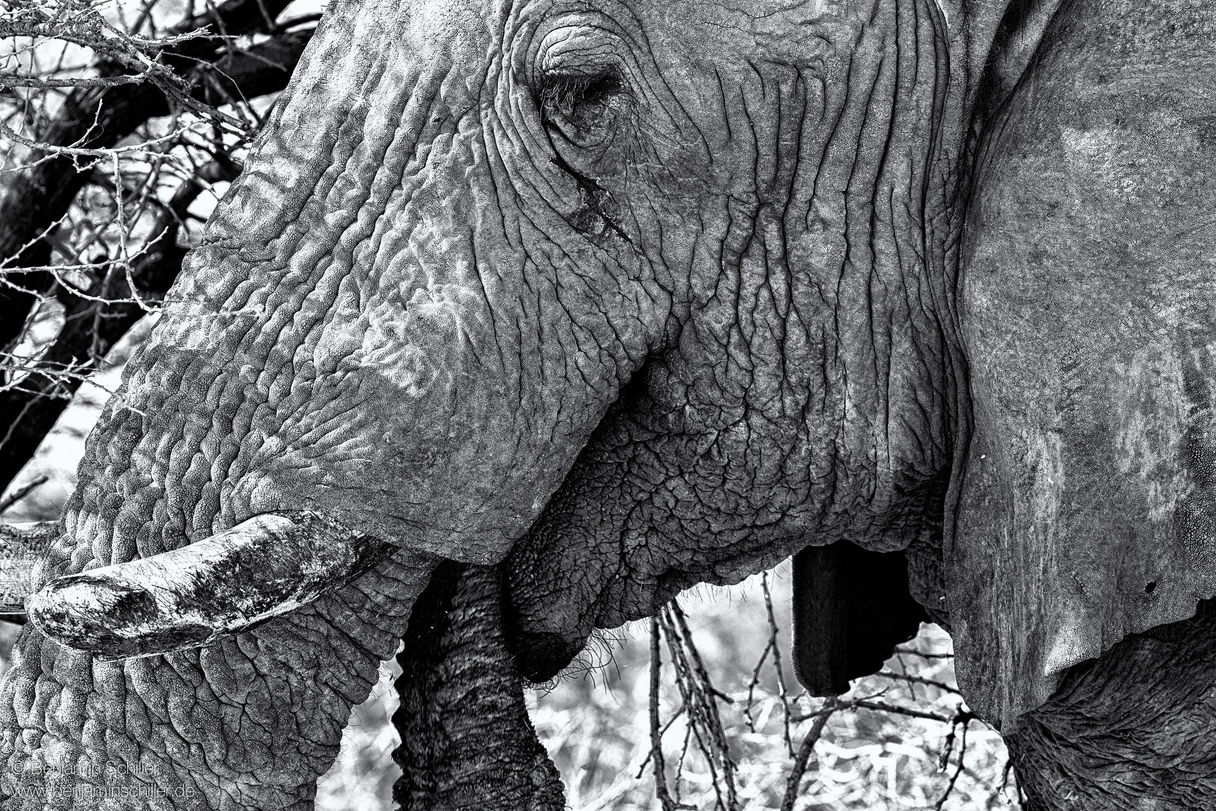 Benjamin_Schiller_Namibia_Fauna-26.jpg