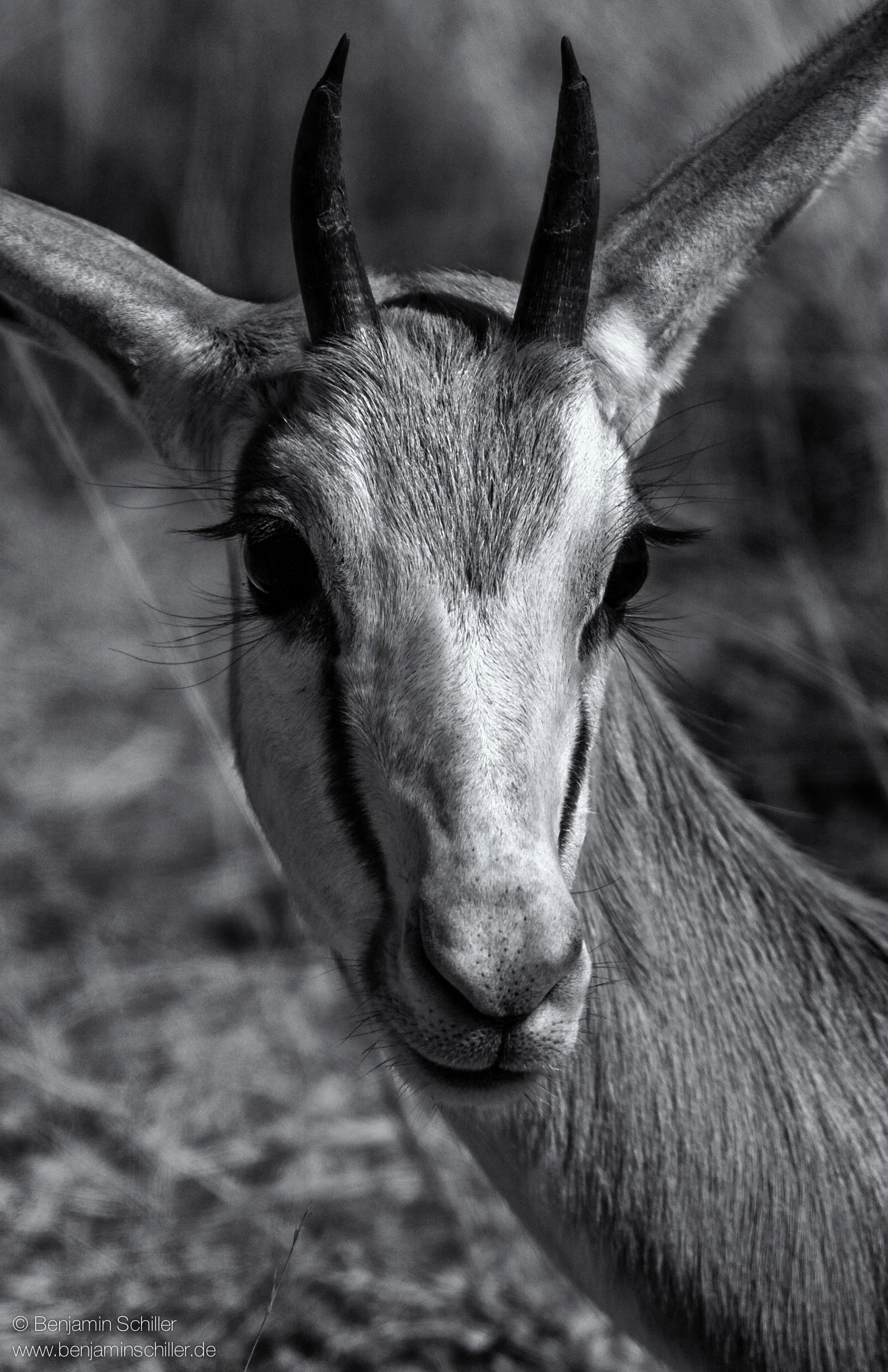 Benjamin_Schiller_Namibia_Fauna-14.jpg