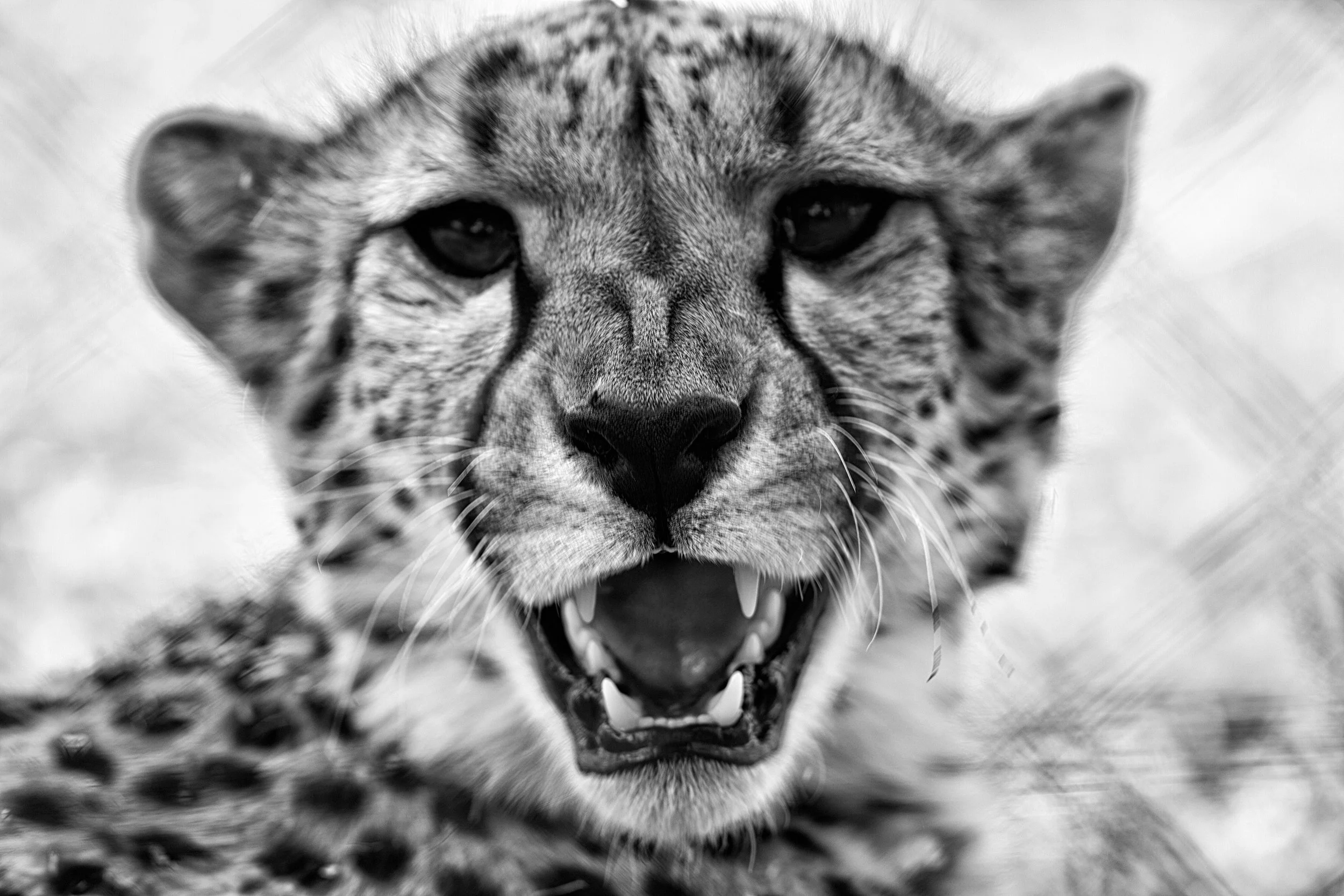 THE FAUNA OF NAMIBIA